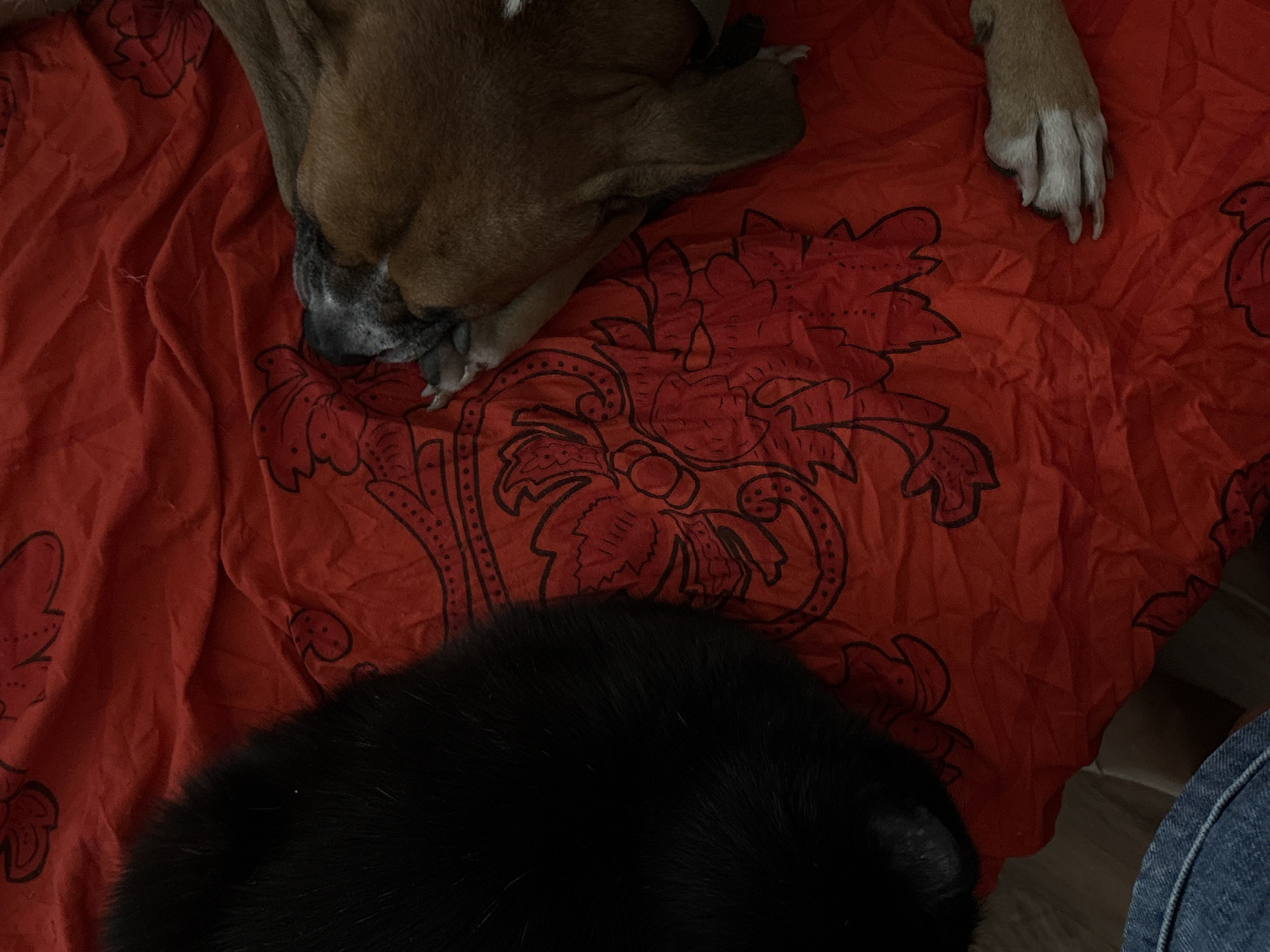 The image shows a close-up, overhead view of two animals, likely a cat and a dog, resting on a red fabric with a floral pattern. A portion of a black furry animal is visible on the left side of the frame, while a brown dog, with its head partially visible and turned away, occupies the right side. The dog's paws are resting on the fabric. The environment appears to be indoors, with a portion of someone's legs wearing blue jeans visible in the bottom left corner. The fabric is creased, suggesting it may be a blanket or bedsheet. The scene is well-lit, highlighting the textures of the animals' fur and the pattern on the fabric. The image does not contain any visual cues that would allow for the identification of its location in Rostov-on-Don, Russia.