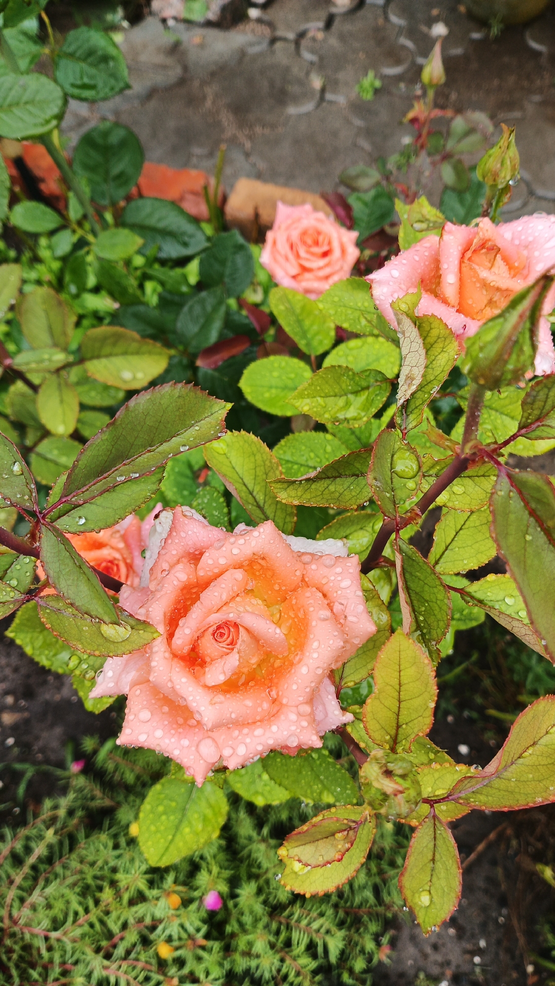 In a garden setting in Kryvyi Rih, Ukraine, two fully bloomed, light pink roses are visible. The roses are covered in water droplets, suggesting recent rain. Green leaves surround the roses, also adorned with water droplets. In the background, a paved walkway and some brick fragments are discernible. The scene is a close-up shot of the flowers and foliage.