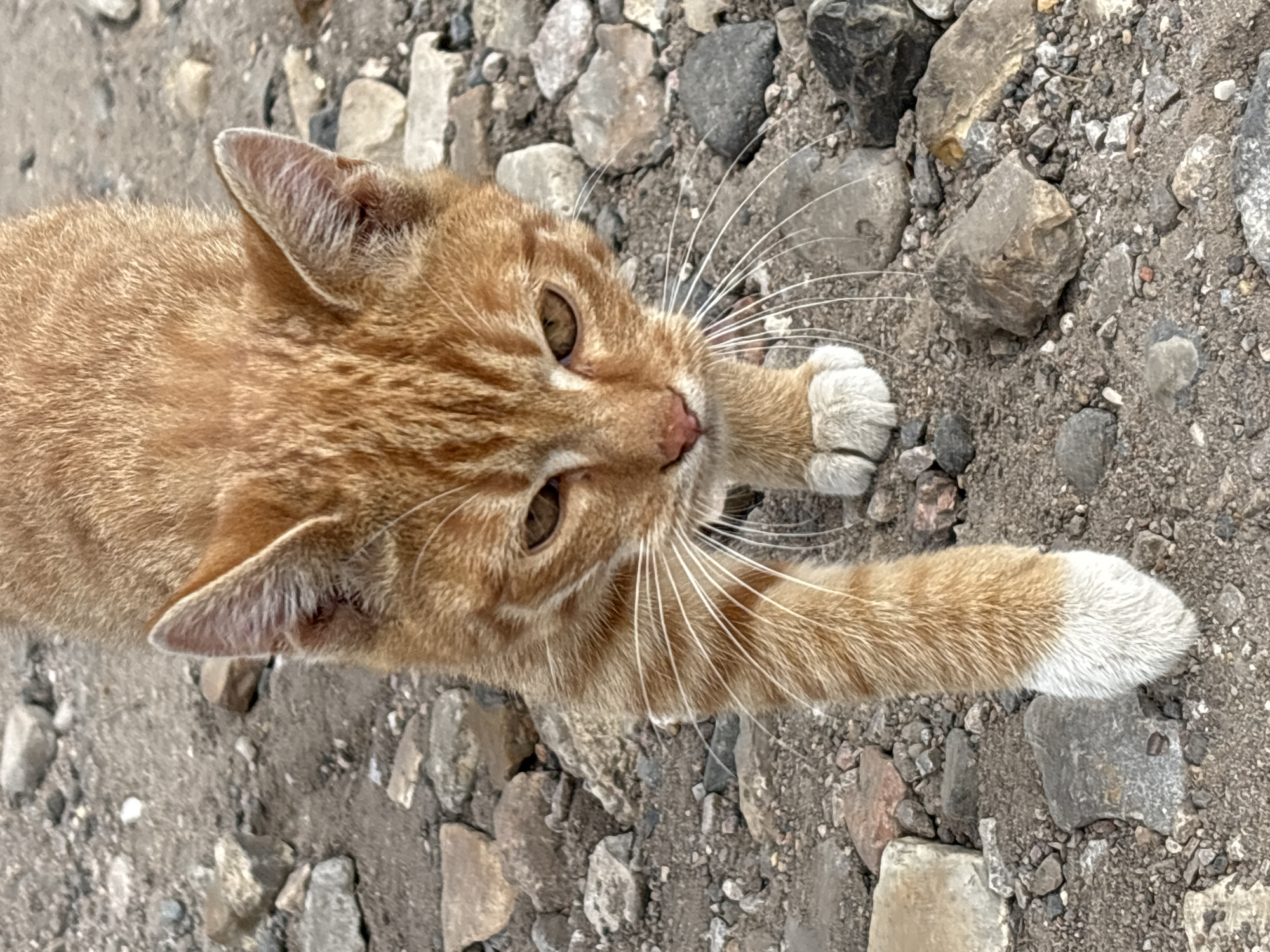 A close-up, eye-level shot captures an orange tabby cat walking towards the camera on a gravelly surface. The cat's fur is a mix of light and dark orange stripes. Its eyes are amber, and its pink nose is visible. Long, white whiskers fan out from its muzzle. The cat's front left paw, which is white-tipped, is extended forward as it walks. The background consists of various sizes of gray, brown, and reddish-brown stones and dirt. The scene appears to be outdoors. There is no indication of Zvenigorod, Russia.
