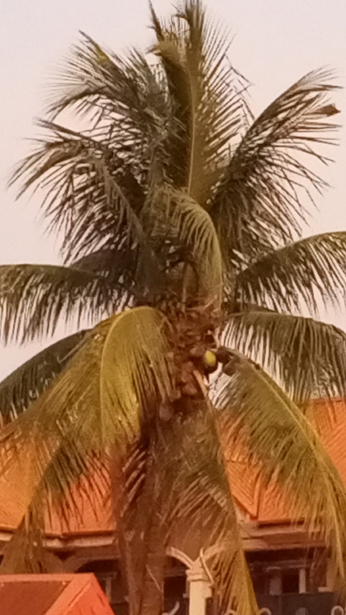 The image features a tall coconut palm tree, its green fronds reaching towards the sky. A few coconuts are visible hanging from the tree's trunk. In the background, sections of buildings with red or orange-tiled roofs are seen. The location is identified as Sabon Tasha, Nigeria. The sky is a pale, neutral color. The composition focuses on the tree and its immediate surroundings. No people are visible in the frame.