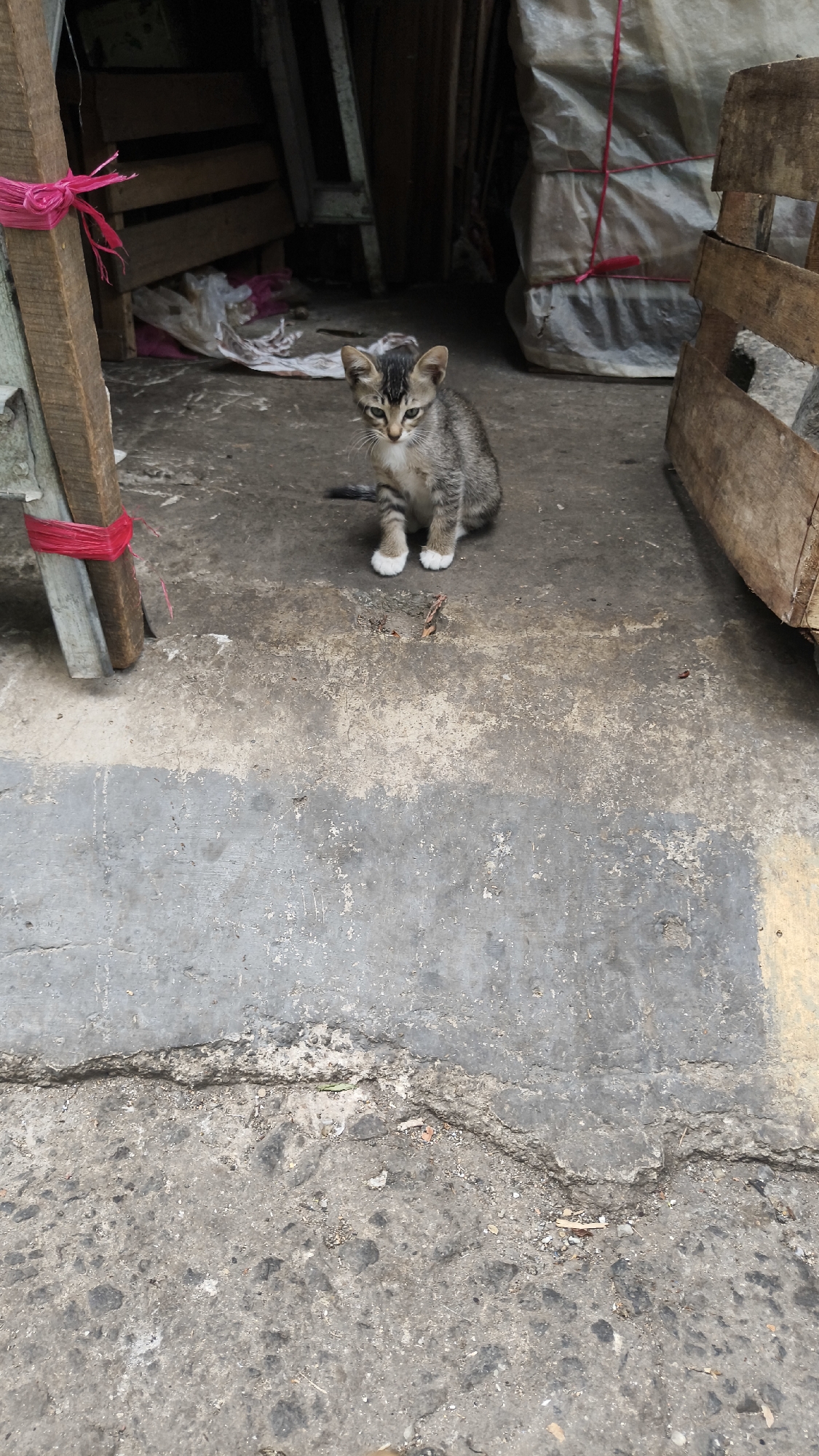 A juvenile tabby cat sits on a concrete surface. The cat is facing the camera, with its front paws together. It has a gray and black striped coat with white paws and chest. The cat's ears are pointed, and its eyes are open. The background is blurry, but appears to be an outdoor area with wooden crates and some sort of plastic sheeting. The concrete surface is worn and cracked in places. The overall scene is likely a candid shot, capturing the cat in its natural environment. The location is identified as South Jakarta, Indonesia, suggesting an urban or semi-urban setting.