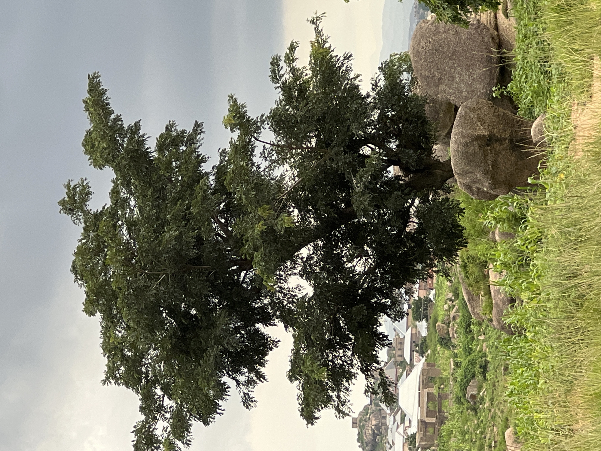 The image shows a large tree in the foreground, with a village in the middle ground and a cloudy sky in the background. The tree has dense green foliage and its branches spread out widely. In the middle ground, there are several houses with pitched roofs, some of which appear to be under construction. There are also rocks and greenery in the middle ground. The village appears to be located in a hilly area. The sky is overcast with dark clouds. This scene is characteristic of the landscape in Jos, Nigeria, known for its rocky terrain and lush vegetation during the rainy season.
