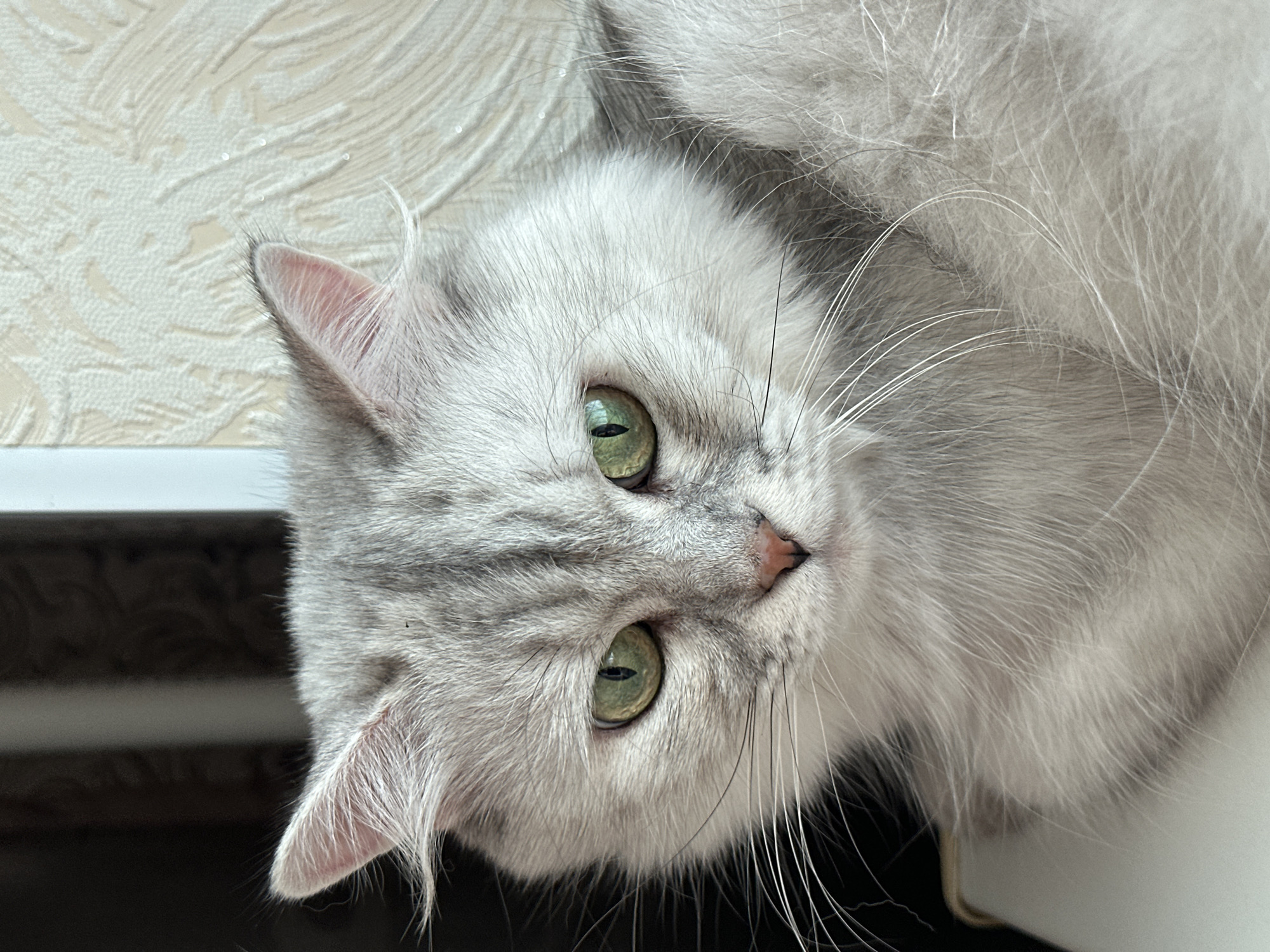 A close-up, eye-level, head-and-shoulders portrait shows a grey Persian cat with green eyes. The cat has a fluffy coat with darker grey tabby markings on its forehead and ears. Its expression is serious. The background is blurred and consists of a textured wall and a dark surface. There are no people present, and no specific location in Energetik, Russia can be determined from the image.