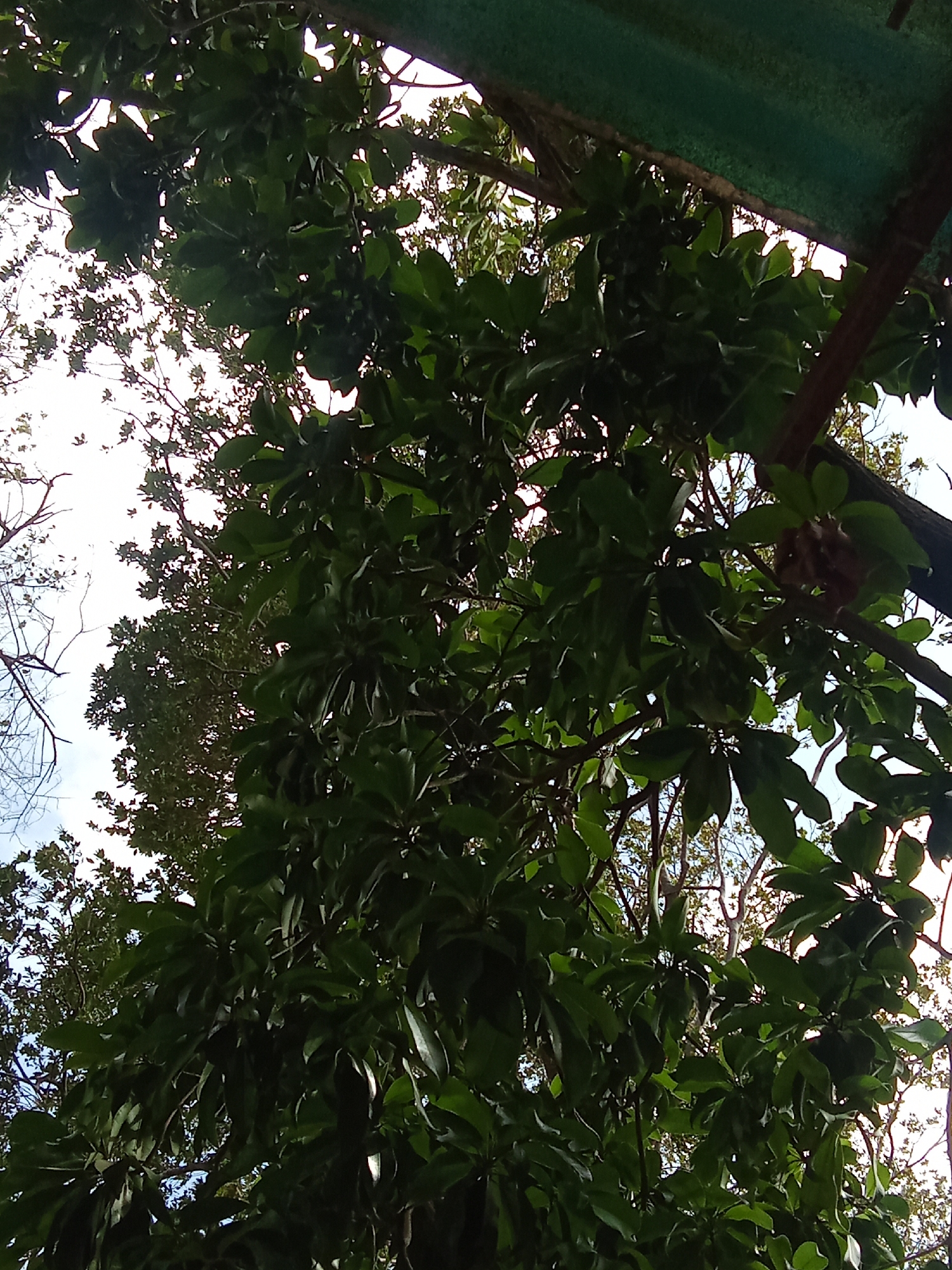 The image depicts a view looking up into the canopy of trees, likely in Juan Griego, Venezuela, with a green corrugated roof partially visible in the top right corner. The dominant features are the dense, dark green leaves of the trees, some of which are broad and have smooth edges. Light filters through the canopy, creating areas of bright sky visible between the branches and leaves. There are also bare branches visible towards the top left of the image. The scene is naturalistic, with an emphasis on the foliage and the interplay of light and shadow within the trees.