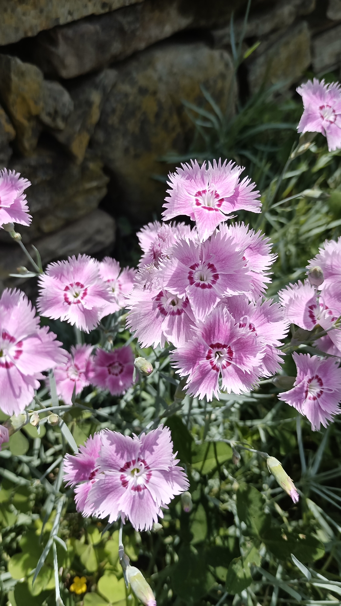 The image shows a cluster of pink dianthus flowers with fringed petals and dark pink centers. They are growing in a garden setting with a stone wall visible in the background. Green foliage surrounds the flowers. The location, Muzga, Bulgaria, is not identifiable within the image itself.