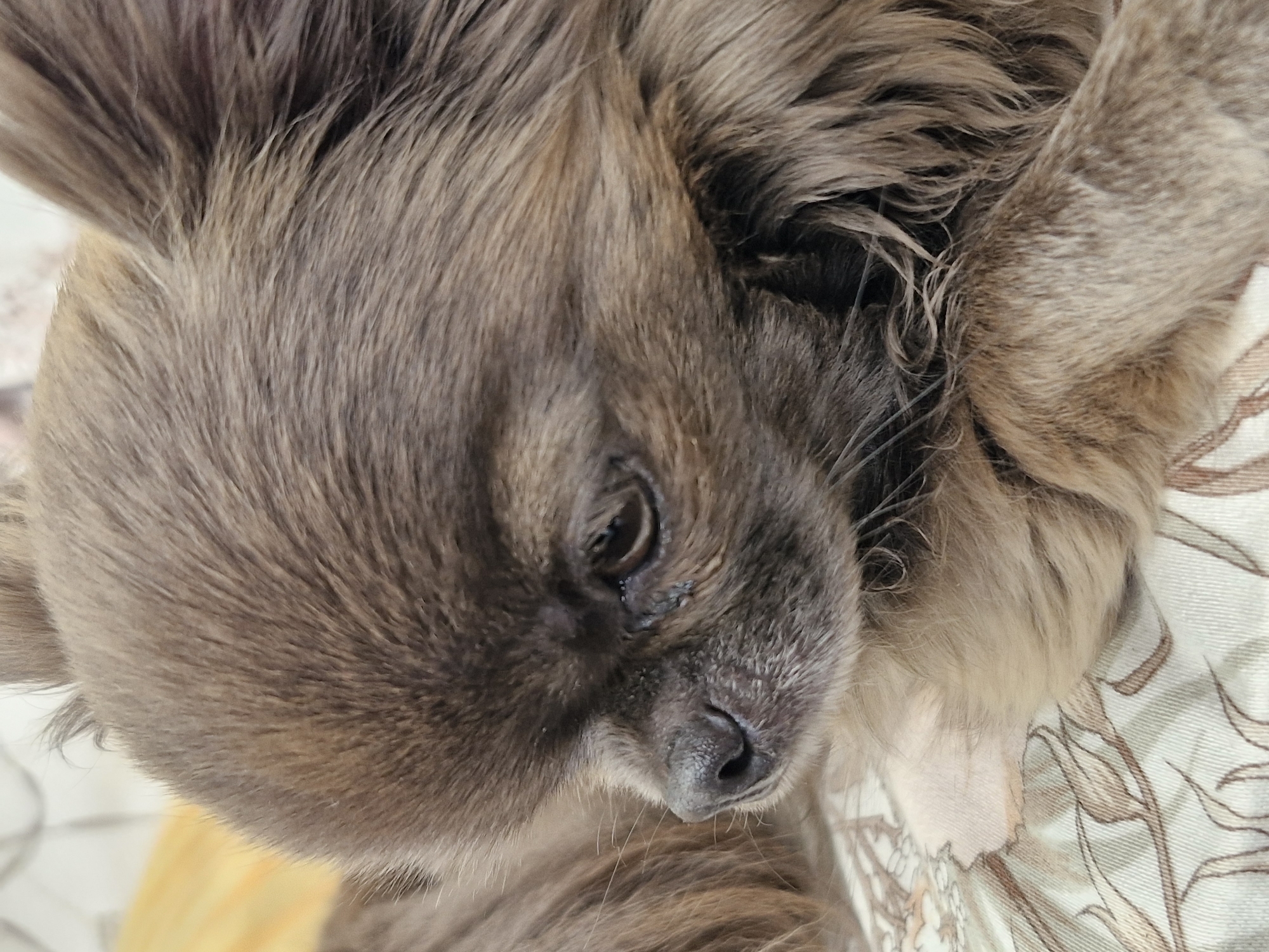 A close-up, eye-level photograph depicts a small, long-haired canine, consistent with a Chihuahua or similar toy breed, resting on a patterned textile surface. The dog's fur is predominantly brown-sable, exhibiting lighter brown and tan variations, particularly on the muzzle, chest, and lower extremities. Its head is turned approximately 30-40 degrees to the left from the viewer's perspective, with the gaze directed downwards. The visible right eye (viewer's left) is dark, displaying minor lacrimal staining inferior to the orbit. The nose is black and slightly textured. Prominent, erect, fur-covered ears are visible extending upwards. A section of the canine's chest and a front paw are visible in the lower right, resting on a light-colored fabric patterned with brown and beige botanical motifs. The background is partially out of focus, revealing a blurred yellow element and a white or off-white vertical surface. The scene is illuminated by soft, diffuse lighting. The location is an unspecified interior setting within the city of Unknown, Unknown.
