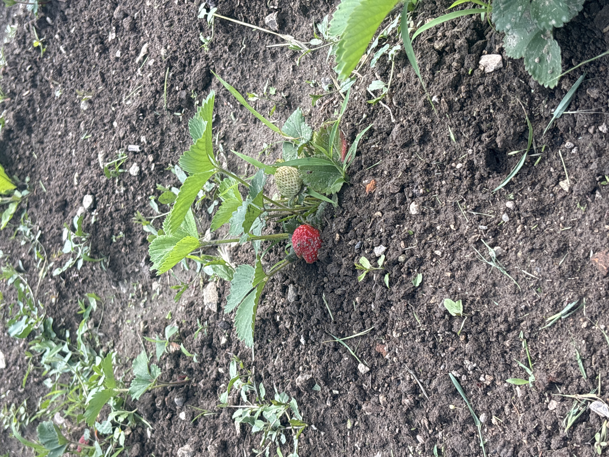 The image shows a close-up of a strawberry plant in a garden. The plant has green leaves and one ripe, red strawberry along with a green unripe strawberry. The plant is surrounded by dark brown soil with scattered small rocks and some weeds. The image appears to be taken outdoors during daylight. The location, Siva Reka, Bulgaria, is not discernible from the image itself.