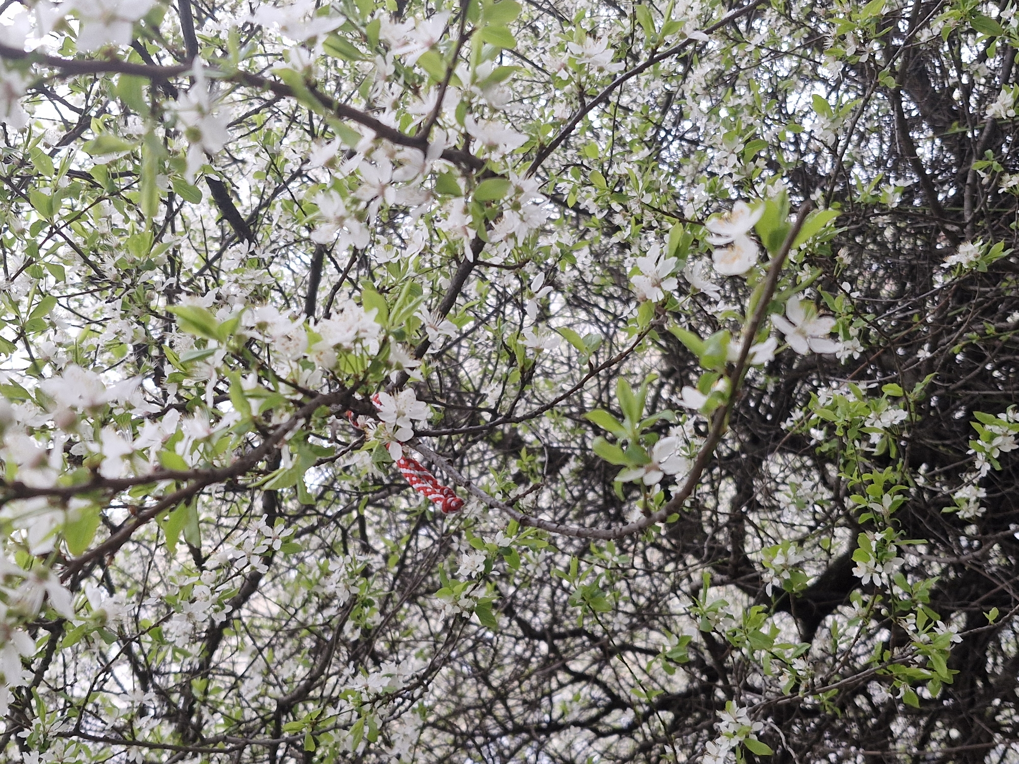 The image shows a tree in bloom, with a multitude of small white flowers covering the branches. There are some green leaves interspersed among the flowers. A red and white woven decoration is hanging on one of the branches, which is a typical Bulgarian Martenitsa for the celebration of Baba Marta on March 1st. The dense network of branches is visible. The location is likely Sofia, Bulgaria, given the context of the Martenitsa tradition. The time of year is likely early spring when fruit trees typically bloom.
