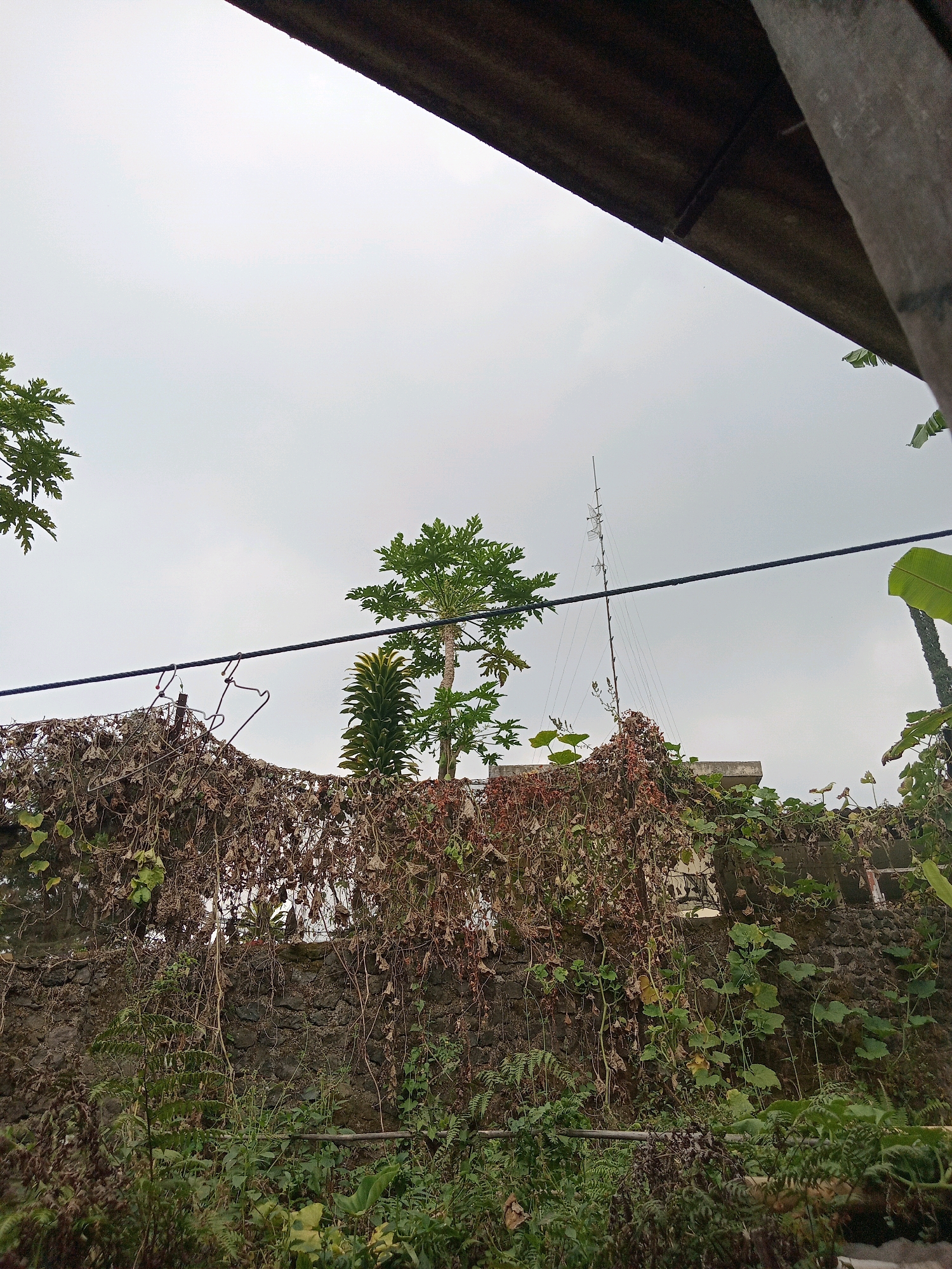 An overcast sky dominates the upper portion of the image, framed by the dark, textured underside of a corrugated roof and a rough wooden beam in the foreground. A thick black cable stretches horizontally across the middle of the frame. Below this cable, a rough, stone wall is densely covered with a thick growth of dried vines and some green foliage, giving it a disheveled appearance. Two empty wire hangers are suspended from the cable, dangling above the wall.
Behind the wall, a papaya tree with distinctive palmate leaves stands prominently. To its left is a tall, slender plant with stiff, upright leaves. Further back, a building structure and a tall antenna array with multiple guy wires are visible against the sky. The foreground is filled with dense, green vegetation, including ferns and other leafy plants, obscuring the base of the wall. The scene appears to be an outdoor, possibly residential, area in Claket, Indonesia, characterized by overgrown nature and functional, utilitarian structures.