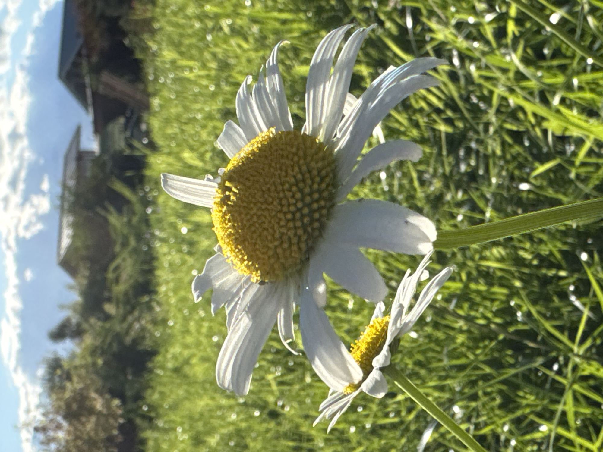 The image shows a close-up of two daisies in a grassy field, with two houses and trees in the blurred background. The daisies are white with yellow centers, and the grass is green and appears to be dewy. The sky is blue with white clouds. There are no people or animals visible in the image. The location is described as the city of Steklyannyi, Russia, though this information is not visually evident from the image itself.