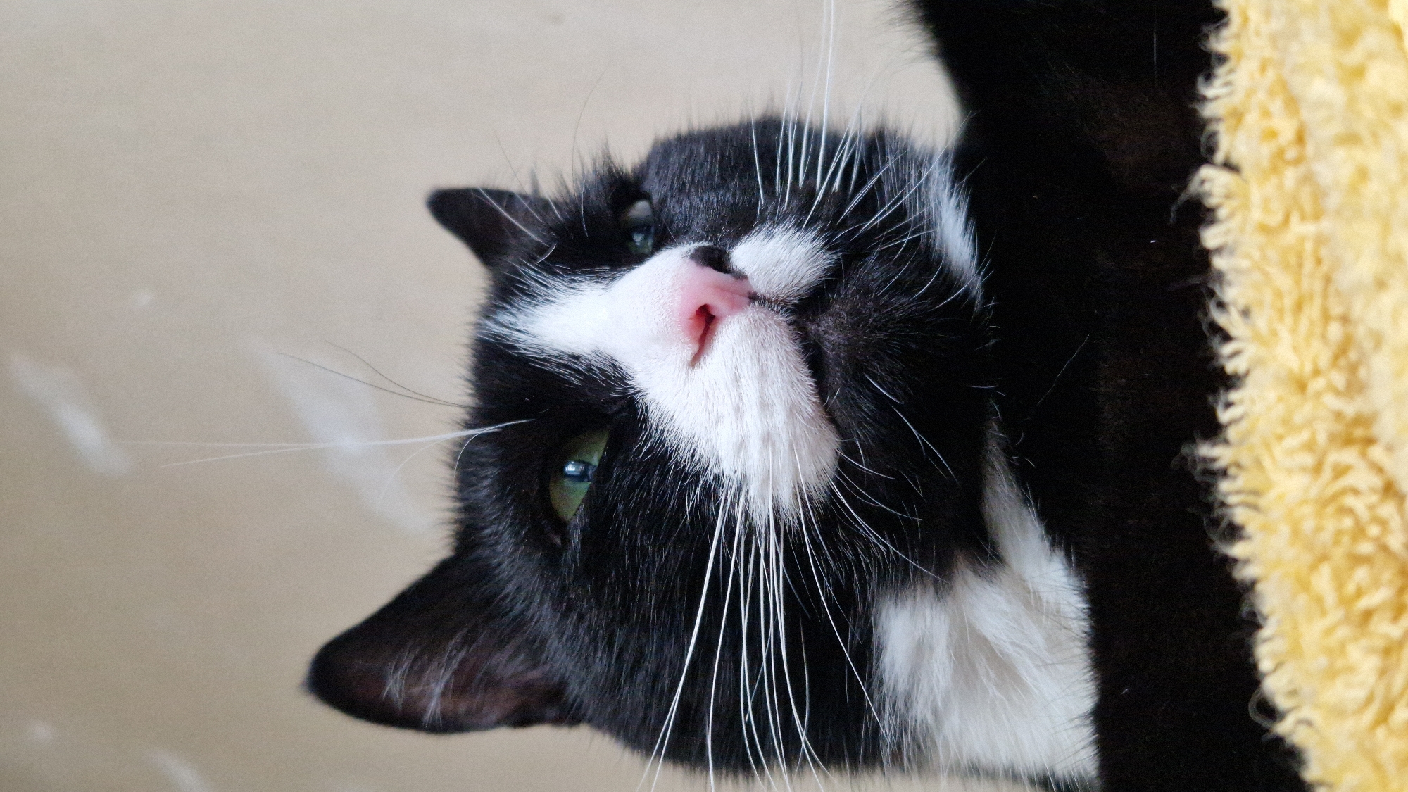 A close-up, low-angle vertical shot shows a black and white cat lying on a yellow textured surface, likely a blanket or rug. The cat's head is angled upwards and to the right, with its green eyes looking into the distance. Its nose is pink, and its whiskers are prominent and white. The background is a plain, light brown wall with some subtle light streaks. The cat's fur is sleek and appears well-groomed. The image is indoors and does not provide any information about its specific location in Riga, Latvia, or any outdoor environment.