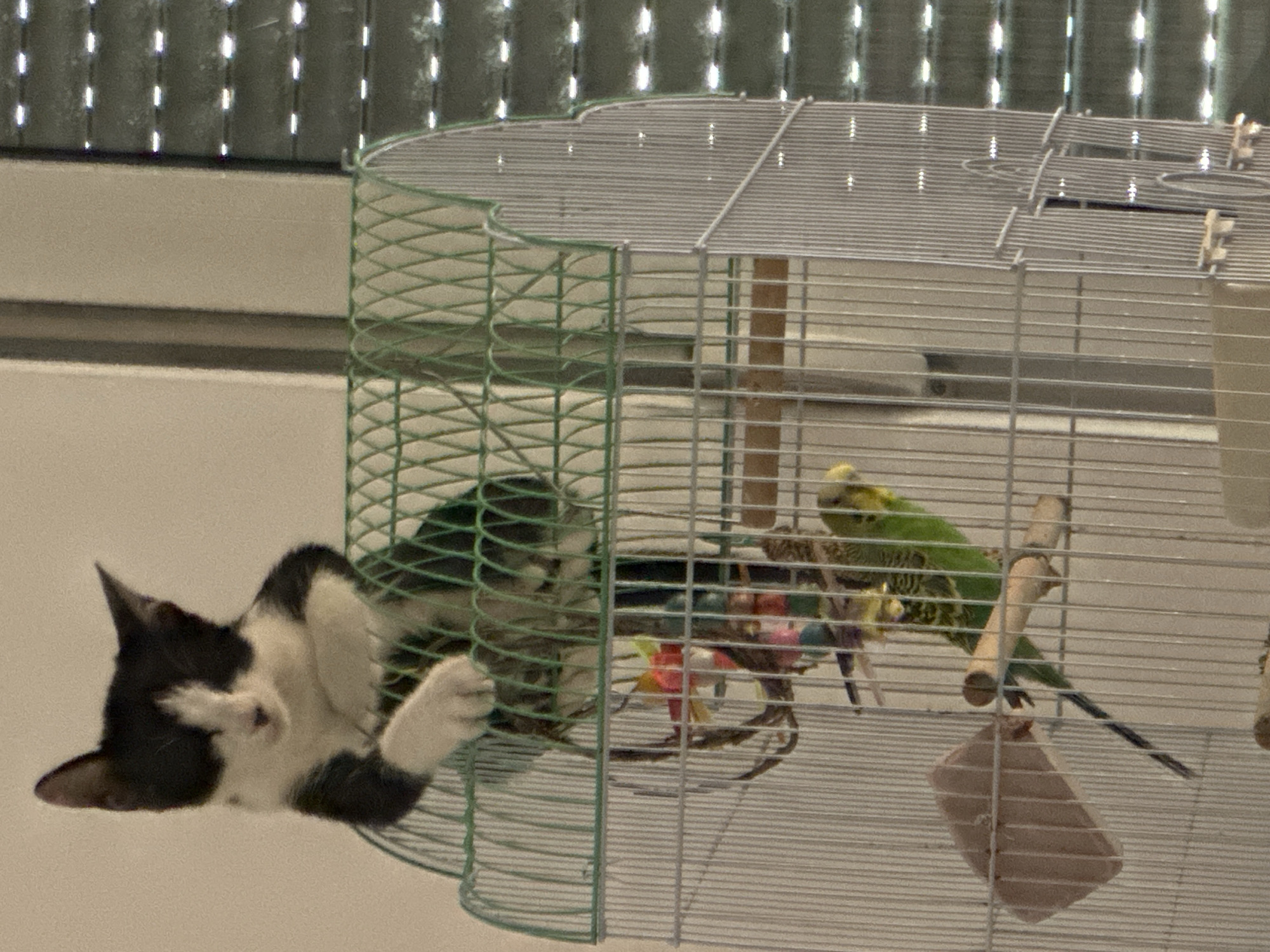 A black and white kitten is perched on top of a bird cage. A green budgie is inside the cage, perched on a wooden dowel. The cage has various toys hanging inside, including brightly colored plastic objects. A light-colored food dish is attached to the side of the cage. The background shows a window with blinds, suggesting an indoor setting. The specific location in Budva, Montenegro, cannot be determined from the image.