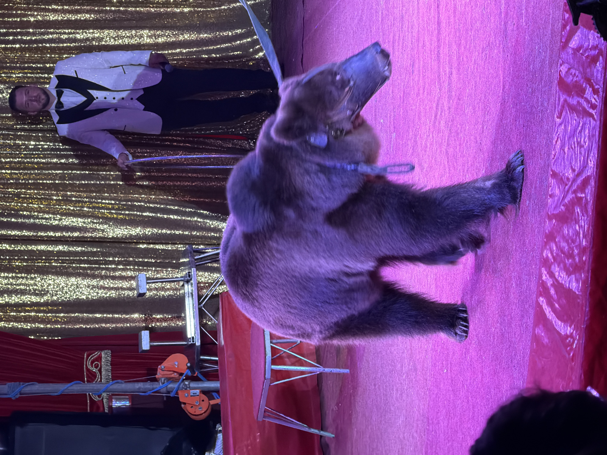 A trained bear is performing in a circus tent with a ringmaster holding its leash. The bear, wearing a muzzle, stands on a pink stage under purple lighting. The ringmaster, wearing a white and black tuxedo, is positioned in front of a gold curtain. There are stage equipment and red draping visible. The scene appears to be located in Chernogolovka, Russia.