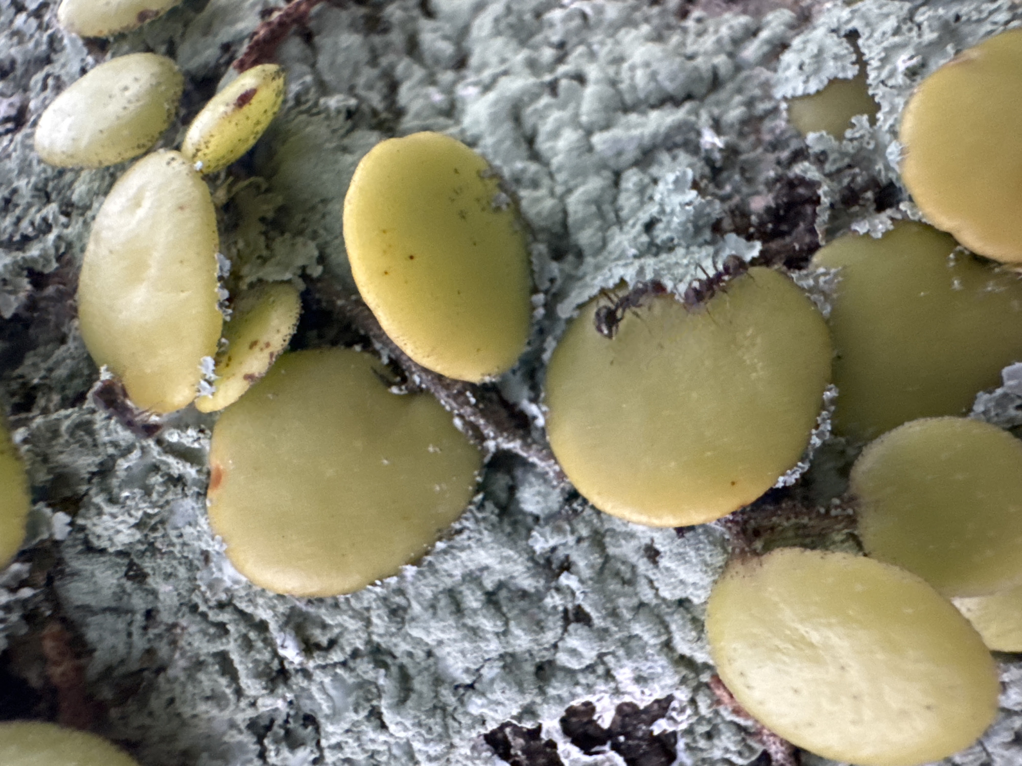 This is a close-up, low-angle shot of several small, oval, yellowish-green plants or fungi growing on a textured, gray, lichen-covered surface, likely tree bark. The subjects are round and flattened, some with visible reddish-brown spots and a slightly wrinkled texture. In the center of the image, an ant is actively crawling on one of the subjects. The background is a mottled gray and green, with darker areas suggesting shadows or deeper crevices in the substrate. The lighting is diffused, casting soft shadows. The scene is devoid of human presence or any indication of a city environment.