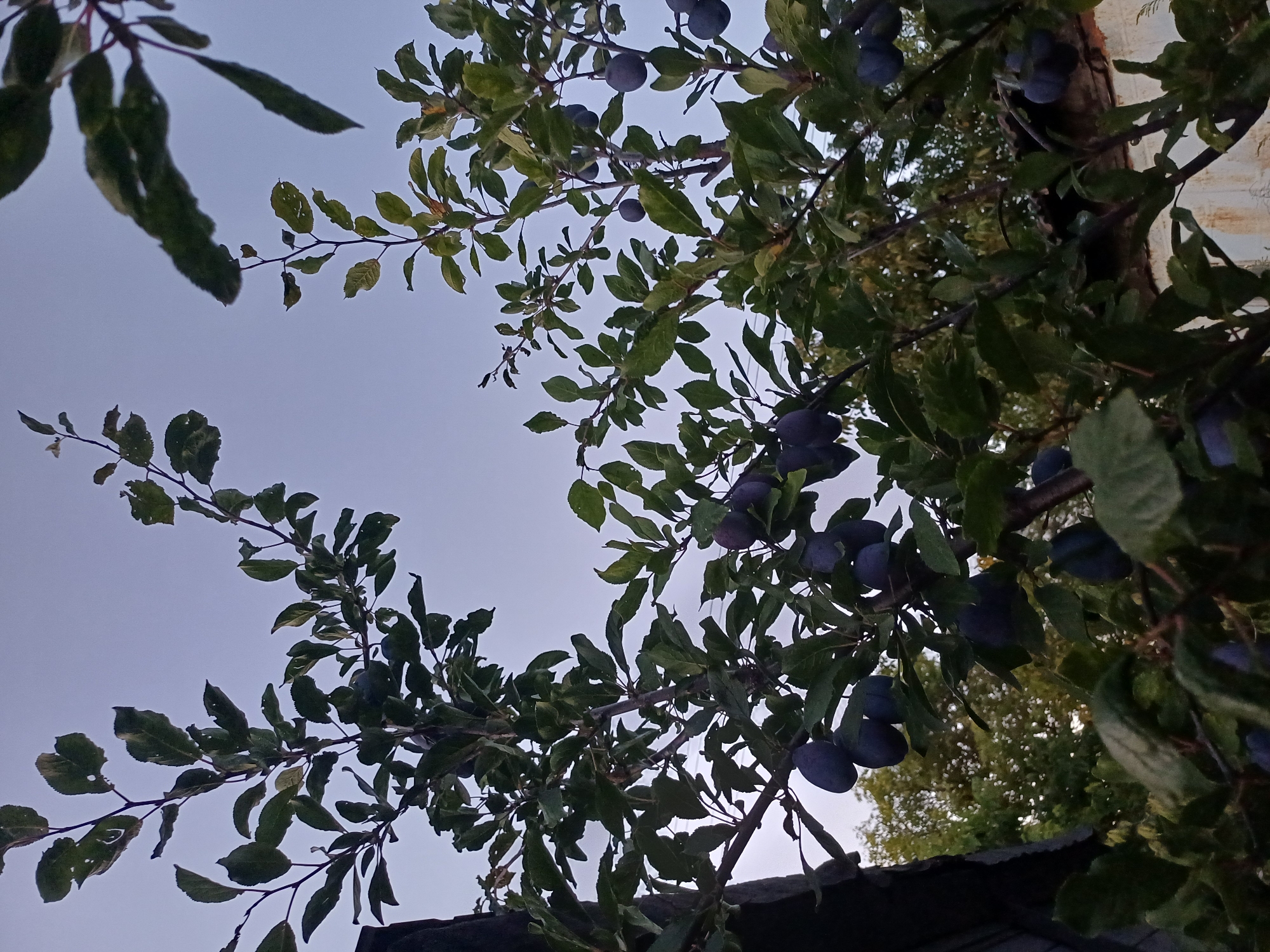 This is a low-angle, medium shot of a plum tree laden with ripe, dark purple fruit. The tree's branches, covered in green leaves, reach upwards against a pale, overcast sky. Several bunches of plums are visible, some hanging individually and others clustered together. In the background, out of focus, are hints of other trees and structures, suggesting a garden or yard setting. The overall lighting is dim, possibly indicating early morning or late afternoon. This scene is located in the village of Sulymivka, Ukraine.