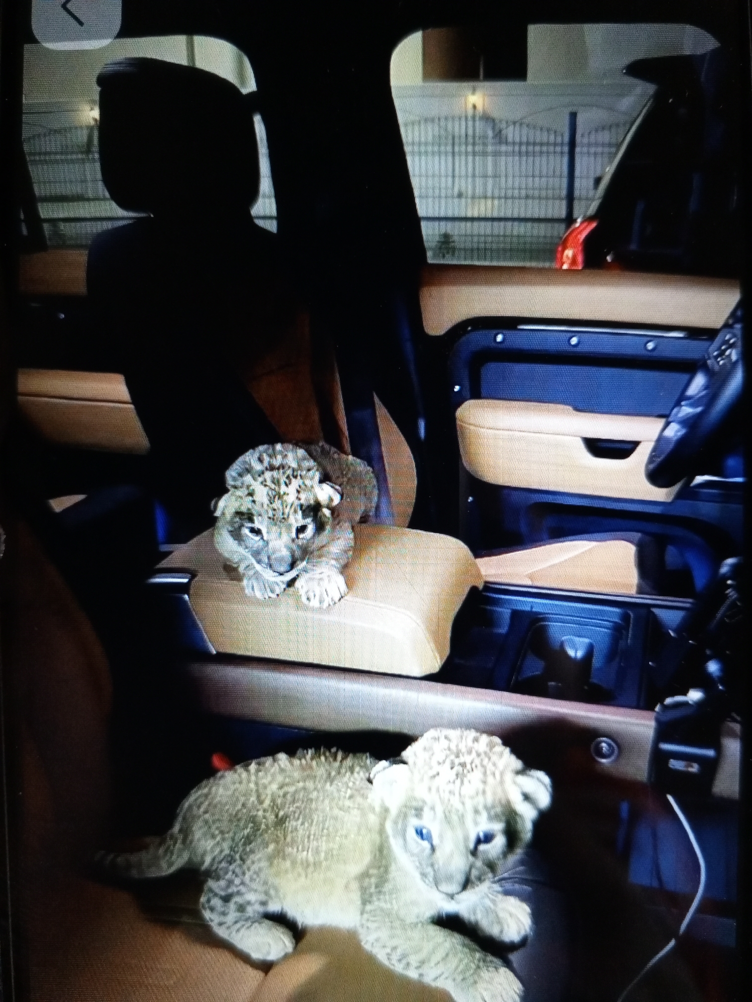 Two lion cubs are inside a vehicle. The cubs appear to be very young, with spotted fur. One cub is lying down in the foreground, while the other is sitting up in the background, on what appears to be the center console. The interior of the vehicle is visible, with tan leather seats and dark trim. Outside the vehicle, a fence and some buildings can be seen. The image is taken from inside the vehicle, looking towards the front.