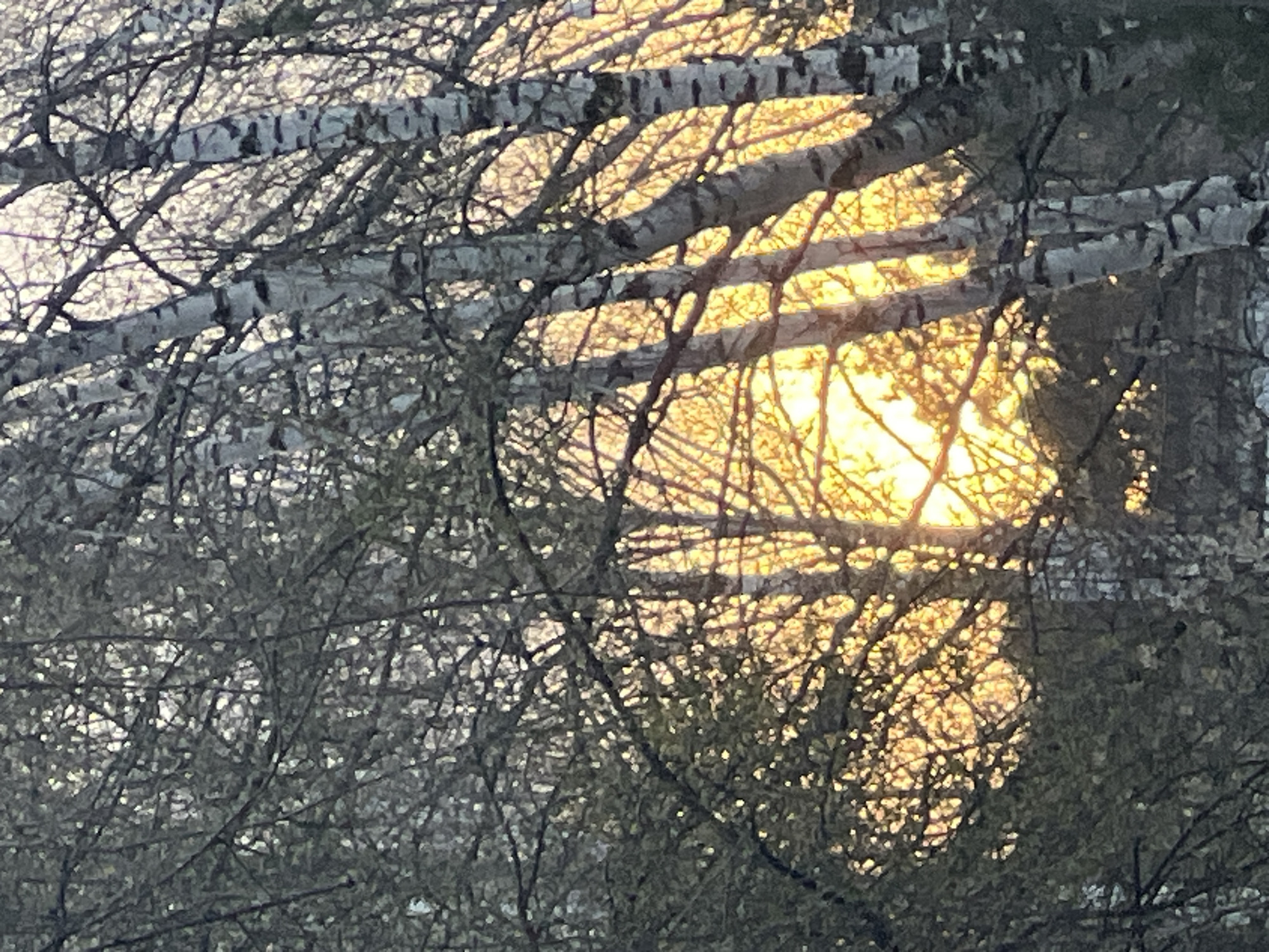 The image captures a dense network of tree branches, silhouetted against a backdrop of warm, golden light. The scene is set outdoors in a wooded area, likely in Chaikovsky, Russia. The bright, luminous glow suggests either a sunrise or sunset, with the light source positioned behind the trees, creating a strong backlighting effect.
Prominent in the foreground are several branches featuring the distinctive white and grey, horizontally peeling bark often associated with birch trees. These thicker branches cut across the frame, forming a natural archway or barrier. Behind and intertwined with these are countless thinner, darker twigs and bare branches, creating an intricate, almost abstract pattern. The trees appear to be deciduous, having shed their leaves, indicating the season is likely late autumn, winter, or early spring.
The sunlight, a brilliant yellow-orange, streams through the gaps in the foliage, highlighting the textures of the bark and the delicate structure of the smaller branches. The intensity of the light indicates a clear sky. No people, animals, or artificial structures are visible. The image conveys a serene and natural moment, emphasizing the interplay of light and shadow through the tree canopy. There is no visible text.