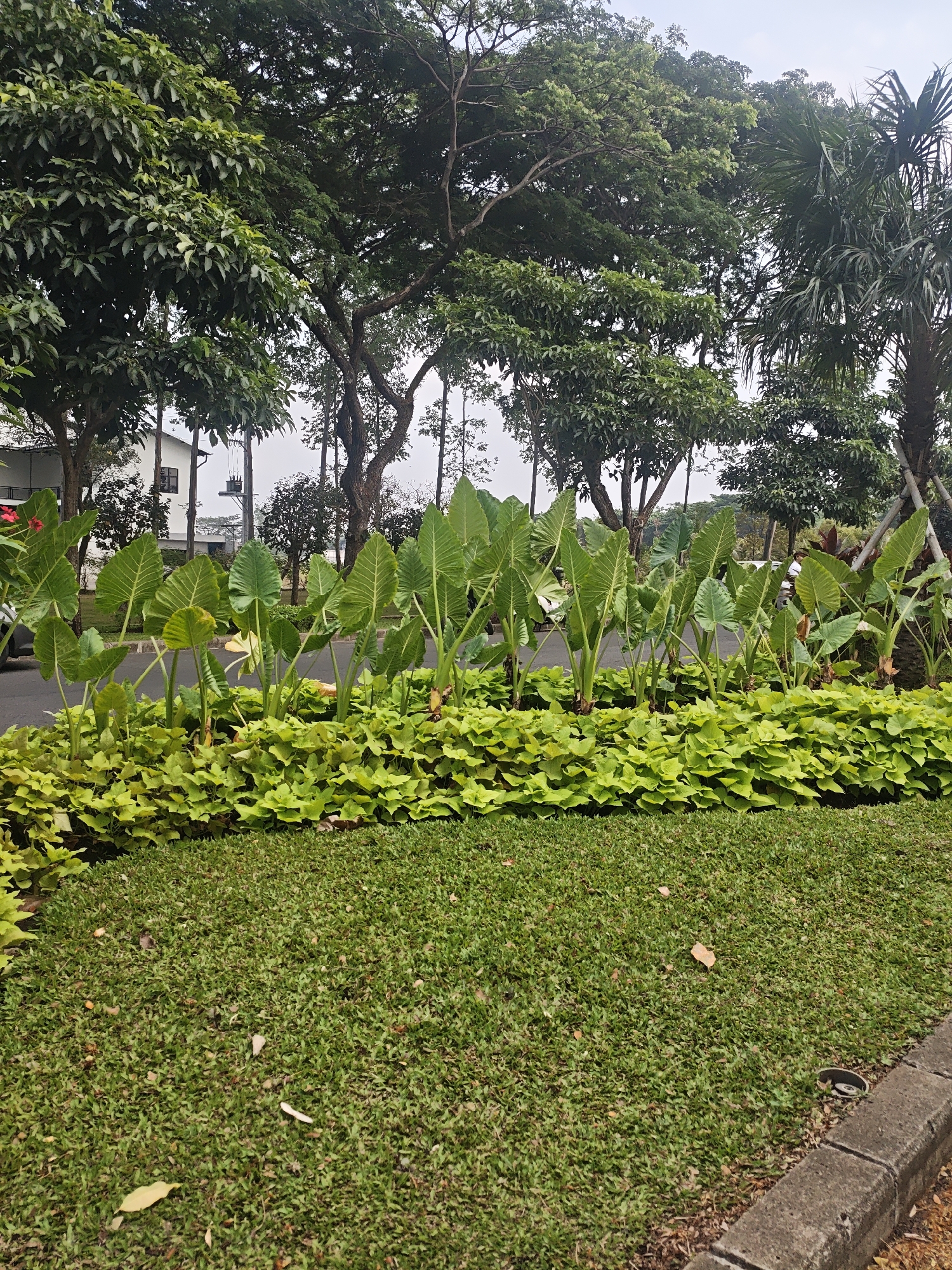The image shows a lush green park setting in Bacin, Indonesia. The foreground features a neatly manicured lawn with scattered fallen leaves. A concrete curb marks the edge of the lawn. Behind the lawn, a vibrant border of bright green ground cover plants is visible, followed by a row of large-leafed taro plants. In the background, a paved road runs horizontally, with more trees and some buildings visible further beyond. The trees in the background are diverse, with some appearing to be large, mature specimens, while others are smaller. The sky is overcast, suggesting a potentially cloudy day. No people are clearly visible in the frame. The overall impression is one of a well-maintained urban green space.