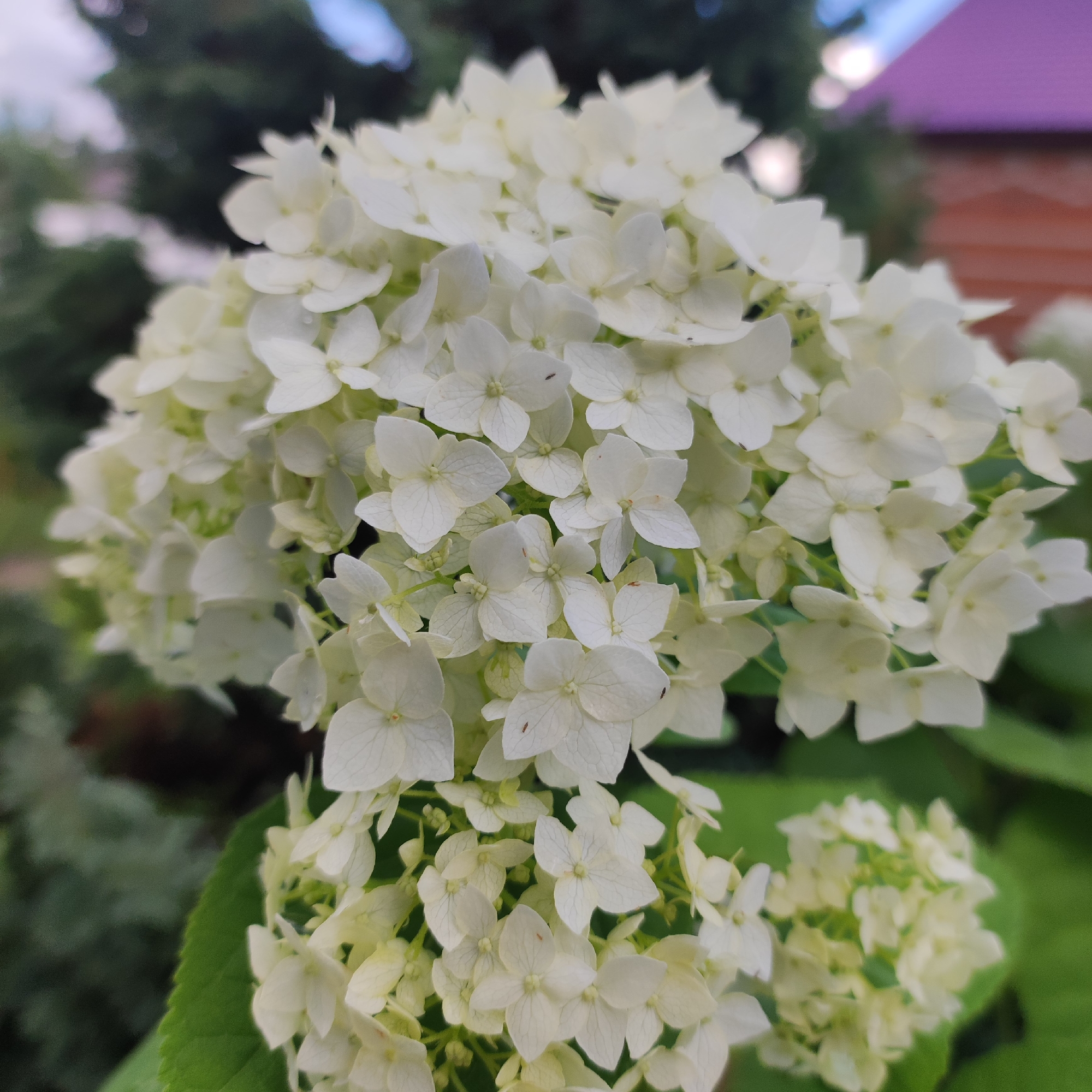 A close-up, eye-level shot focuses on a cluster of delicate white hydrangea flowers. The flowers are tightly packed, with many individual blooms showing their intricate petal structures and subtle veining. Some of the petals have a slight yellowish tint, indicating they might be transitioning. In the background, the scene is softly blurred, revealing dark green foliage and what appears to be a portion of a building with a reddish-brown wooden exterior and a muted purple roof. The sky is visible in the upper left corner, with a pale, overcast hue. A few small dark specks, possibly tiny insects, are visible on some of the petals. The image was taken in Navoloki, Russia.