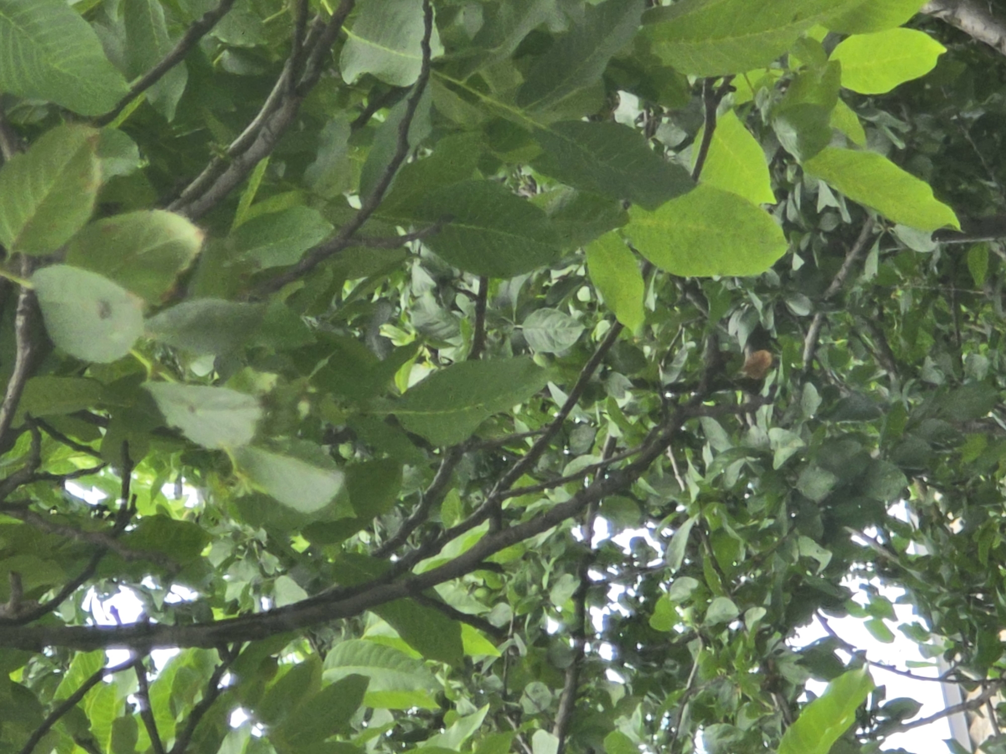 The image shows a close-up view of dense green foliage and branches, likely from a tree. The leaves are varied in size and shape, with some appearing larger and more oblong, while others are smaller and more rounded. The branches are dark brown and appear intertwined, creating a layered effect. Sunlight filters through the leaves, creating highlights and shadows. In the background, glimpses of sky are visible, along with what appears to be a portion of a building with a tiled roof. The scene is natural and appears to be outdoors, with no people or animals visible. The location is specified as Avtury, Russia.