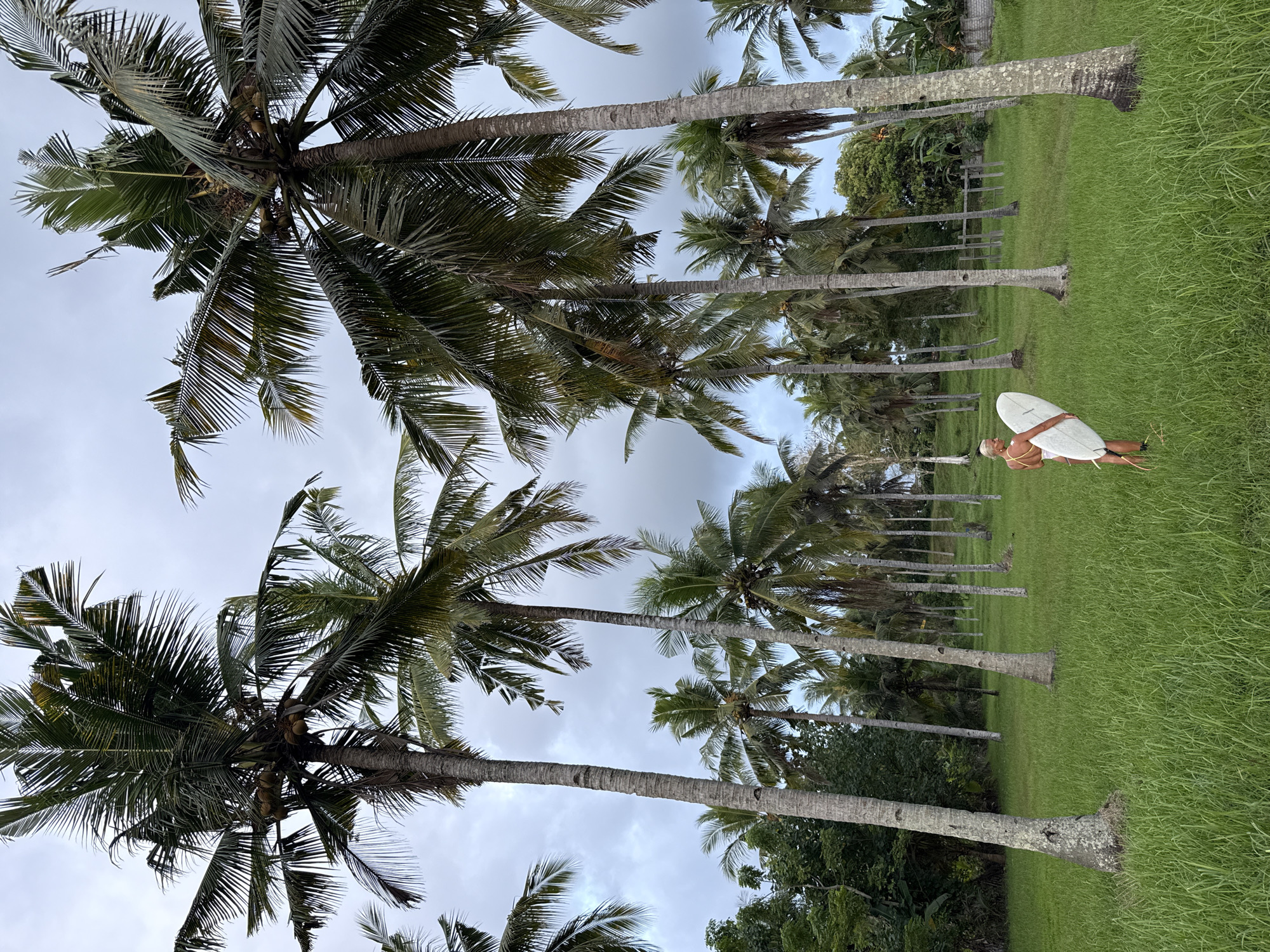 A ground-level shot looking up shows rows of tall palm trees against a cloudy sky. The scene unfolds in a grassy area, with a woman positioned on the grass in the right center of the frame. She's clad in a bikini and sandals, holding a surfboard. A fence line is slightly visible in the distance. The location appears to be a rural area, specifically a coconut plantation.