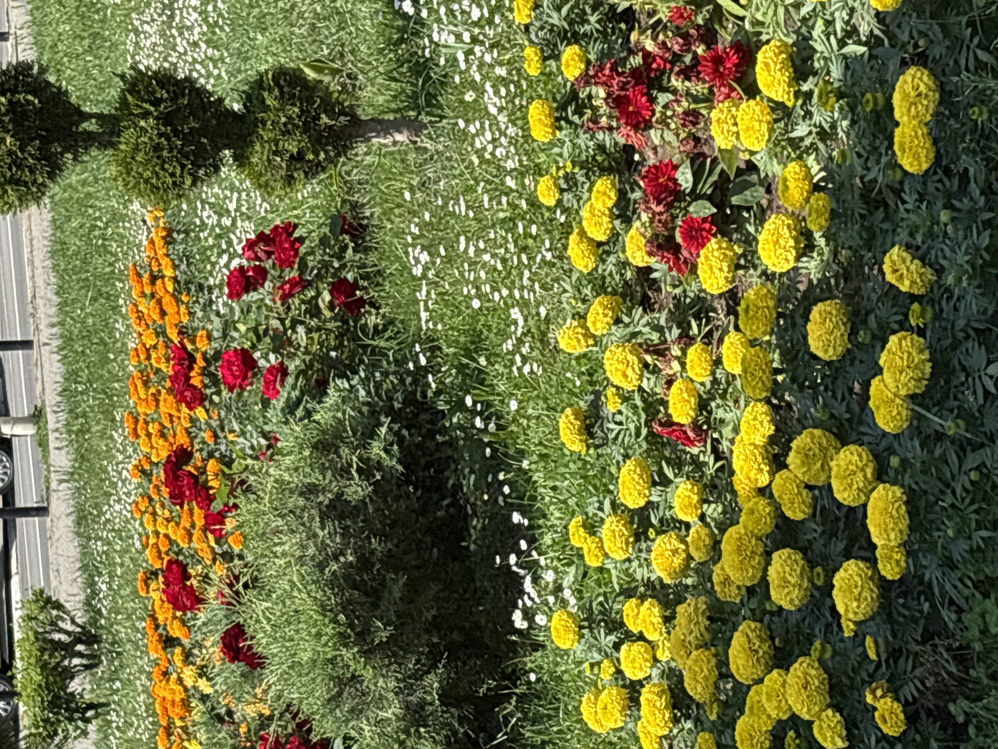 The image shows a flowerbed in Kragujevac, Serbia, with colorful blooms in yellow, red, and orange. Low-growing green bushes and small white flowers intersperse with the more vibrant blossoms. A road and parked vehicles appear on the far left of the image. Topiary trees line the edge of the flowerbed. The scene is well-lit, suggesting a sunny day.
