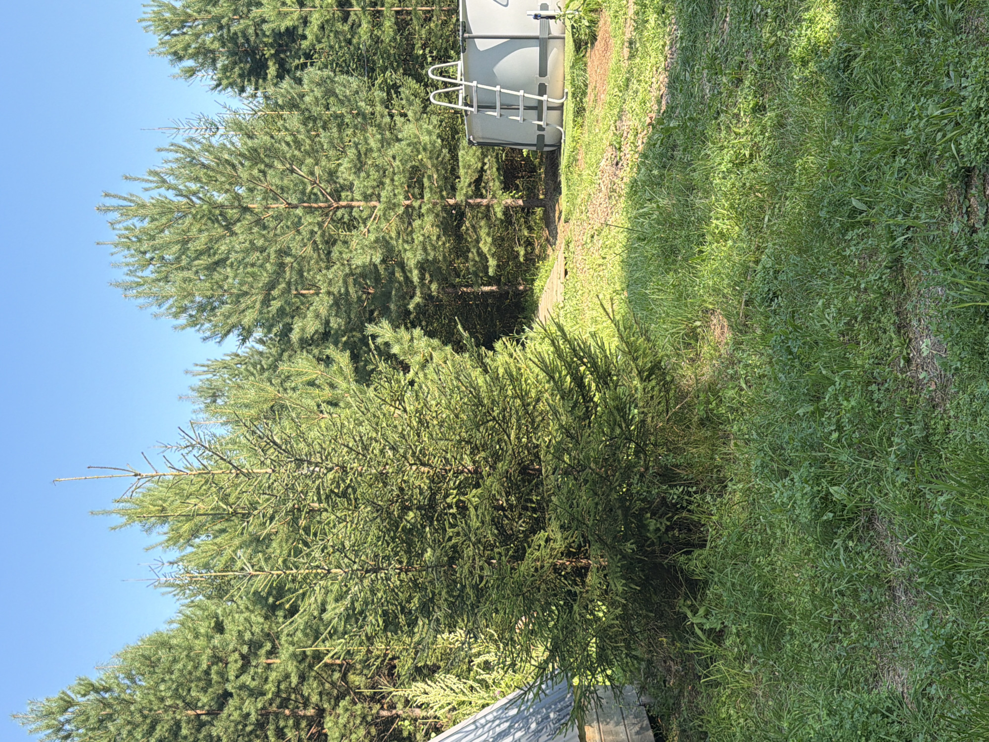 In the city of Kuliki, Russia, a sun-drenched outdoor scene unfolds, dominated by a lush green forest comprised of tall pine and spruce trees under a clear blue sky. In the foreground, a large, dense spruce tree stands prominently. To the left of this spruce, a portion of a rustic wooden structure with a corrugated metal roof is visible. To the right of the spruce, a round, above-ground swimming pool with a silver ladder is set up on the grassy terrain. The ground is covered in thick, green grass and small pebbles. A wooden pathway, possibly leading to the structure on the left, is partially visible. The overall impression is a serene, natural setting with recreational elements.