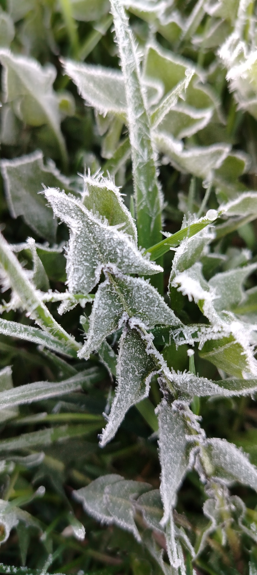 The image shows a close-up view of frost-covered plants, likely in a grassy area. Individual blades of grass and broader leafed plants are visible, all coated with a layer of frost or ice crystals. The frost creates a white, textured appearance on the green foliage. The focus is sharp on the central plants, with the background slightly blurred. The lighting suggests an overcast day. The location is specified as Зипуново, Russia, although there are no elements in the image that confirm or deny the location.