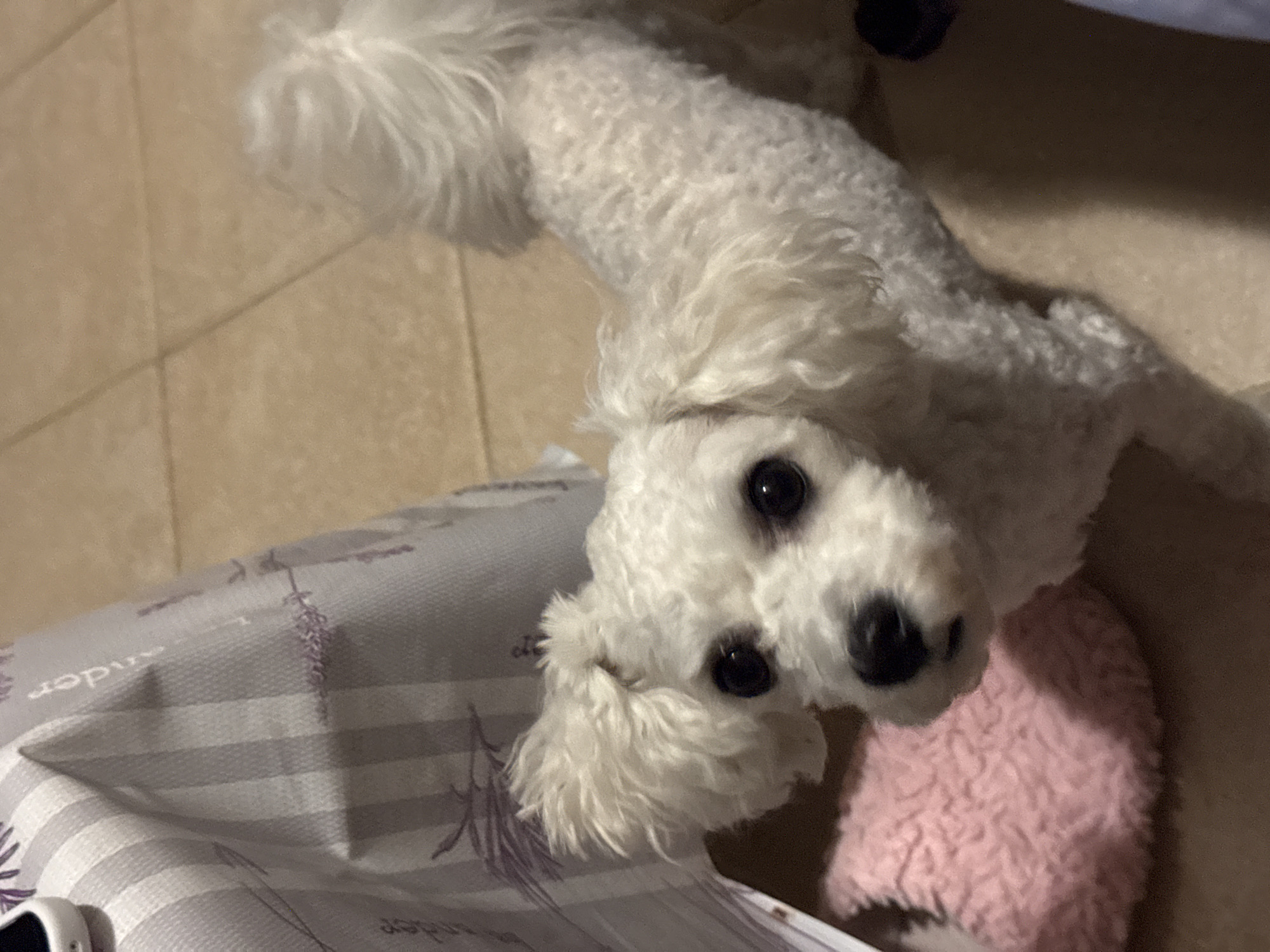 A small, white, fluffy dog with black eyes is looking up at the camera. The dog is lying on its side, with its head tilted upwards. Under the dog's head is a pink fluffy slipper, and to the left is a gray and white striped fabric with purple lavender designs. The background is a beige tile floor. The location cannot be determined from the image.