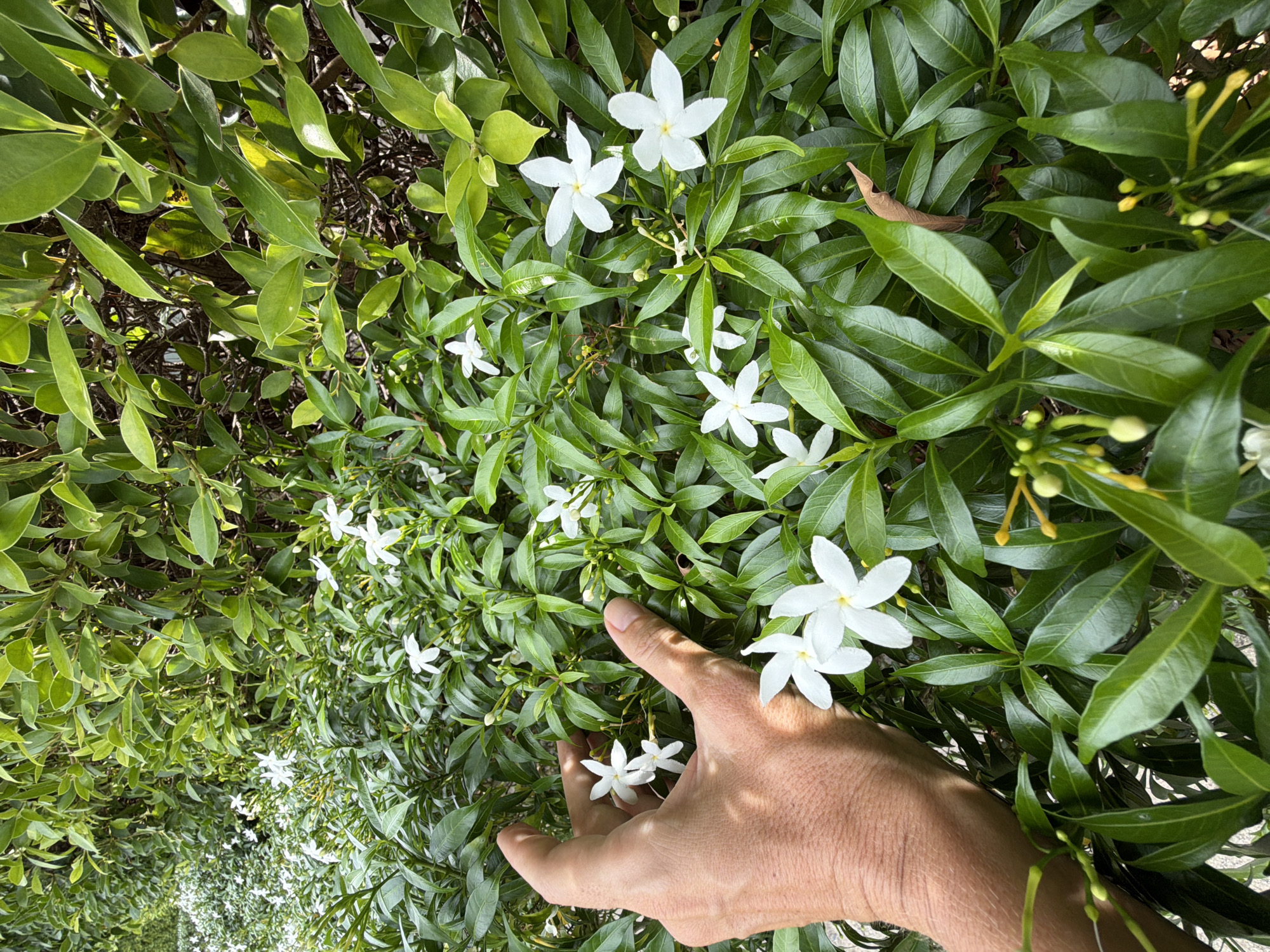 This is an image of a person's hand gently touching white flowers in a lush green bush. The hand is in the foreground, with fingers extended towards a cluster of small, star-shaped white flowers. The bush is dense with vibrant green leaves, some of which are catching the sunlight. Several white flowers are scattered throughout the foliage, along with some unopened buds. A dried, brown leaf is visible deeper within the bush. The scene is brightly lit, suggesting it is daytime with clear weather. The location is identified as Baan Plai Laem, Thailand. The overall mood is serene and connected to nature. There is no visible text in the image.