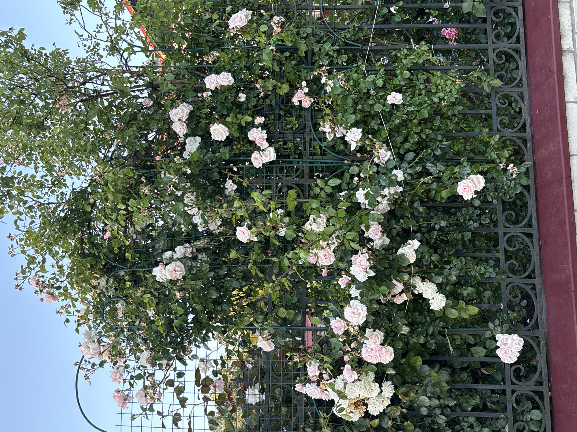 The image depicts a dense climbing rose bush with numerous light pink and white blooms, supported by a green metal trellis. The rose bush is positioned in front of a black wrought-iron fence with ornate scrollwork. Behind the fence, glimpses of lush green foliage and a red-tiled roof are visible, suggesting an outdoor setting with a building nearby. The sky above is a clear blue. The scene appears to be a residential garden. There are no people or animals present in the image. The overall impression is one of a vibrant and well-maintained garden. The location is specified as Chikino, Russia.