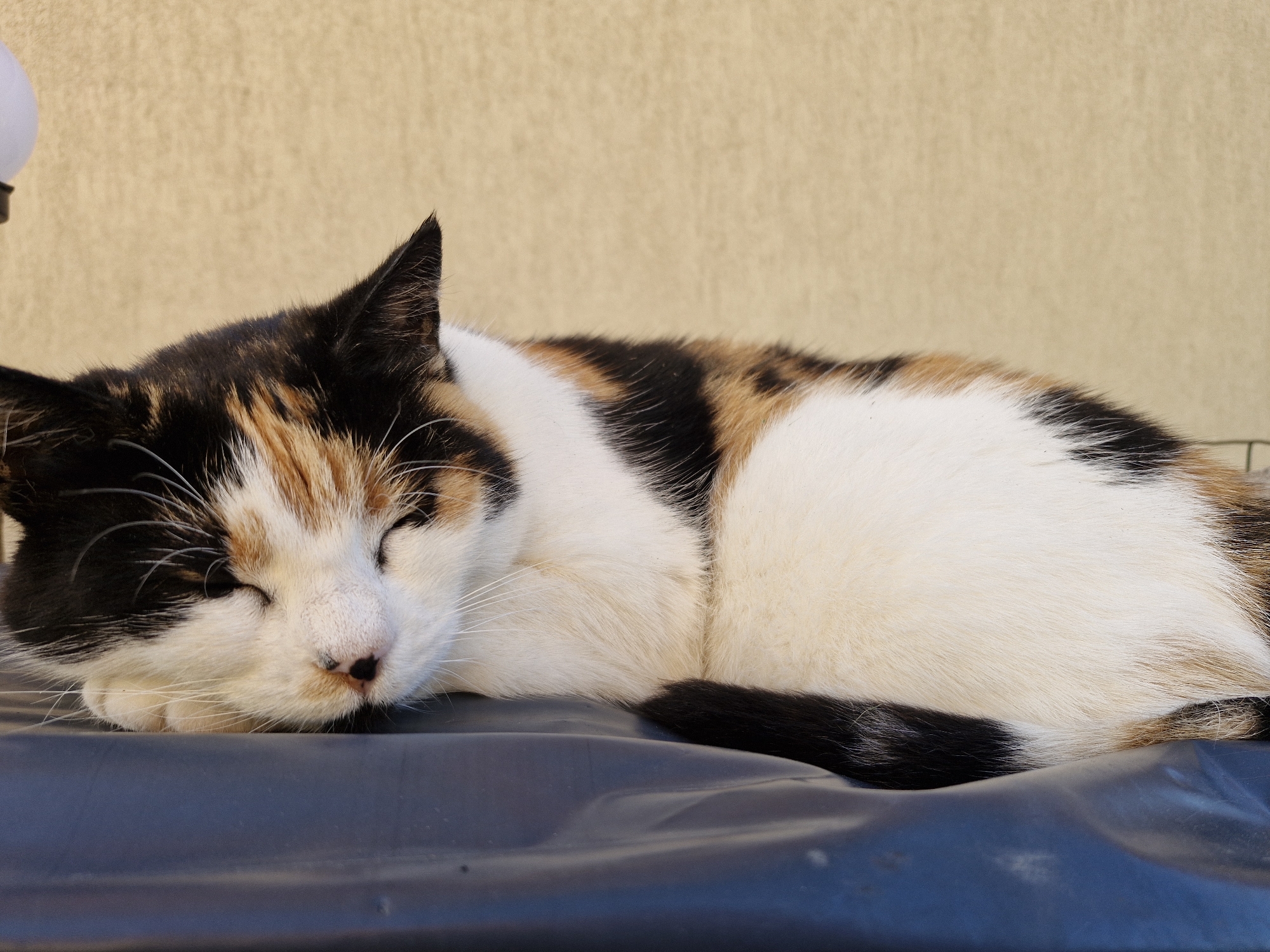 A calico cat is sleeping on a dark surface against a textured beige background. The cat is lying on its side with its eyes closed and its head resting on its paws. The cat's fur is a mix of black, white, orange, and brown patches. The background is a plain, light beige color, possibly a wall. The image is taken in Klaipėda, Lithuania.