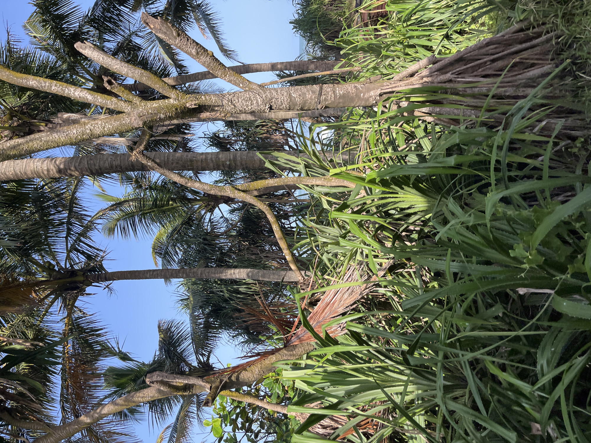 This is a photograph of a tropical landscape, likely near the coast, with lush vegetation and palm trees. The foreground is dominated by dense, spiky green plants, possibly Pandanus. In the middle ground, several palm trees of varying sizes and health are visible, with one prominent, gnarled trunk featuring exposed roots. The background shows more palm trees and foliage, leading to a hazy view of the ocean and sky. The lighting suggests it is daytime, with clear, bright conditions. The scene evokes a sense of natural, untamed coastal growth, consistent with areas like Moratuwa, Sri Lanka, which is known for its beaches and coastal vegetation. There are no people or animals visible in the frame.