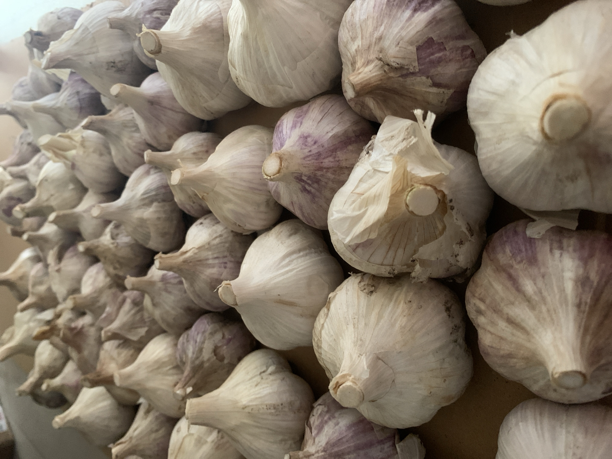 The image displays a close-up, overhead view of a large pile of garlic bulbs. The garlic bulbs are predominantly white with some exhibiting streaks of purple, indicating variations in variety or ripeness. They are tightly packed together, creating a textured surface of bulbs and their papery skins. The lighting suggests an indoor environment, possibly a kitchen or pantry, with a warm, neutral background that is out of focus. The scene is static, with no people or actions depicted. The image is a photograph of food items, likely intended for culinary use. There is no visible information suggesting the location within the city of Asha, Russia.