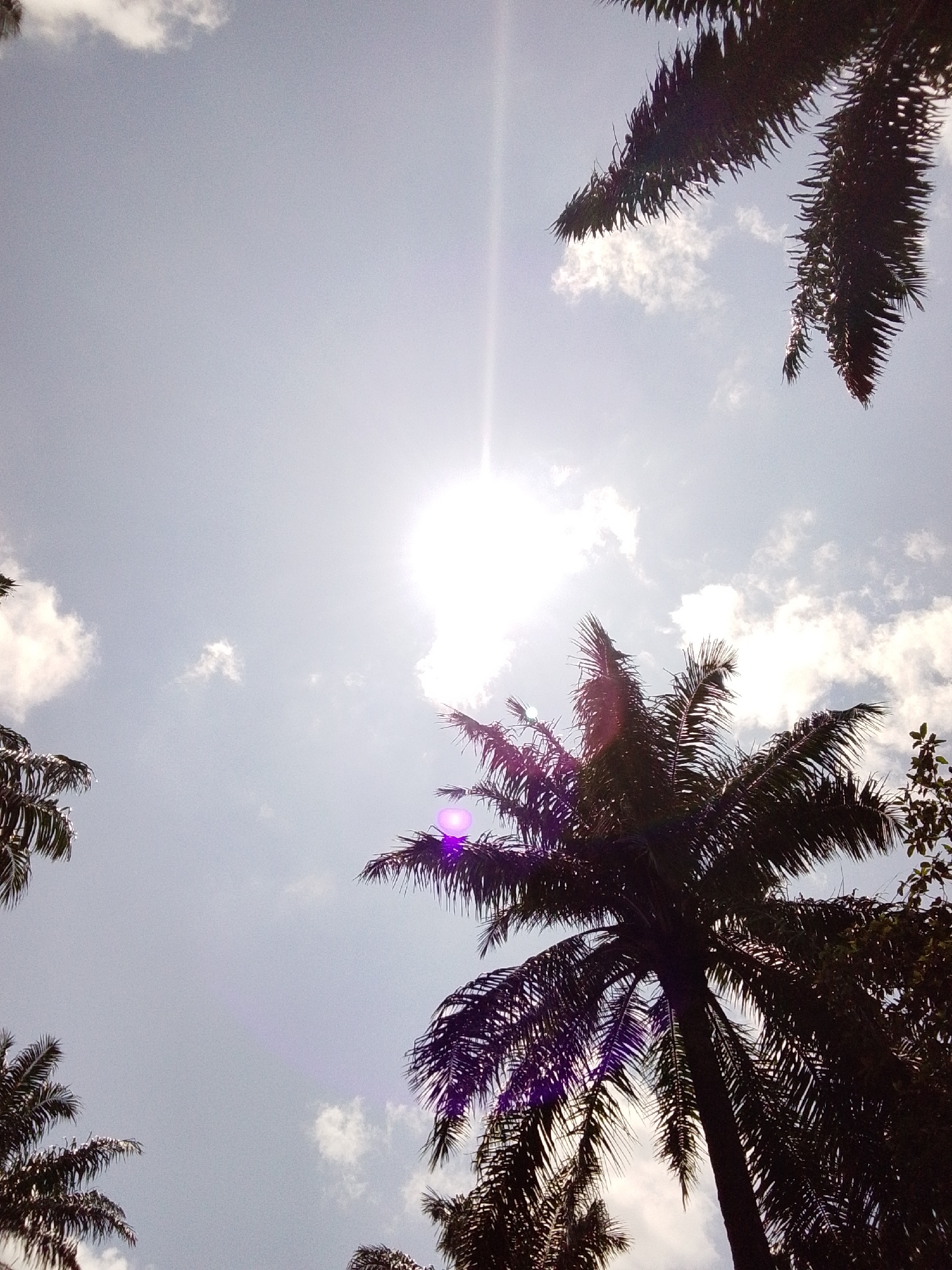 This image depicts a skyward view of several palm trees with the sun shining brightly. The sun is positioned in the upper center of the frame, emitting a strong light that causes some lens flare, appearing as a bright white halo and a purple-blue glare. The sky is mostly clear with a few scattered white clouds. The palm trees, silhouetted against the bright sky, have dark green fronds that extend towards the viewer. The overall impression is of a sunny day in a tropical or subtropical environment. The scene is devoid of any people or overt actions, focusing solely on the natural elements of the sky and vegetation. The image was captured in Serti, Nigeria.