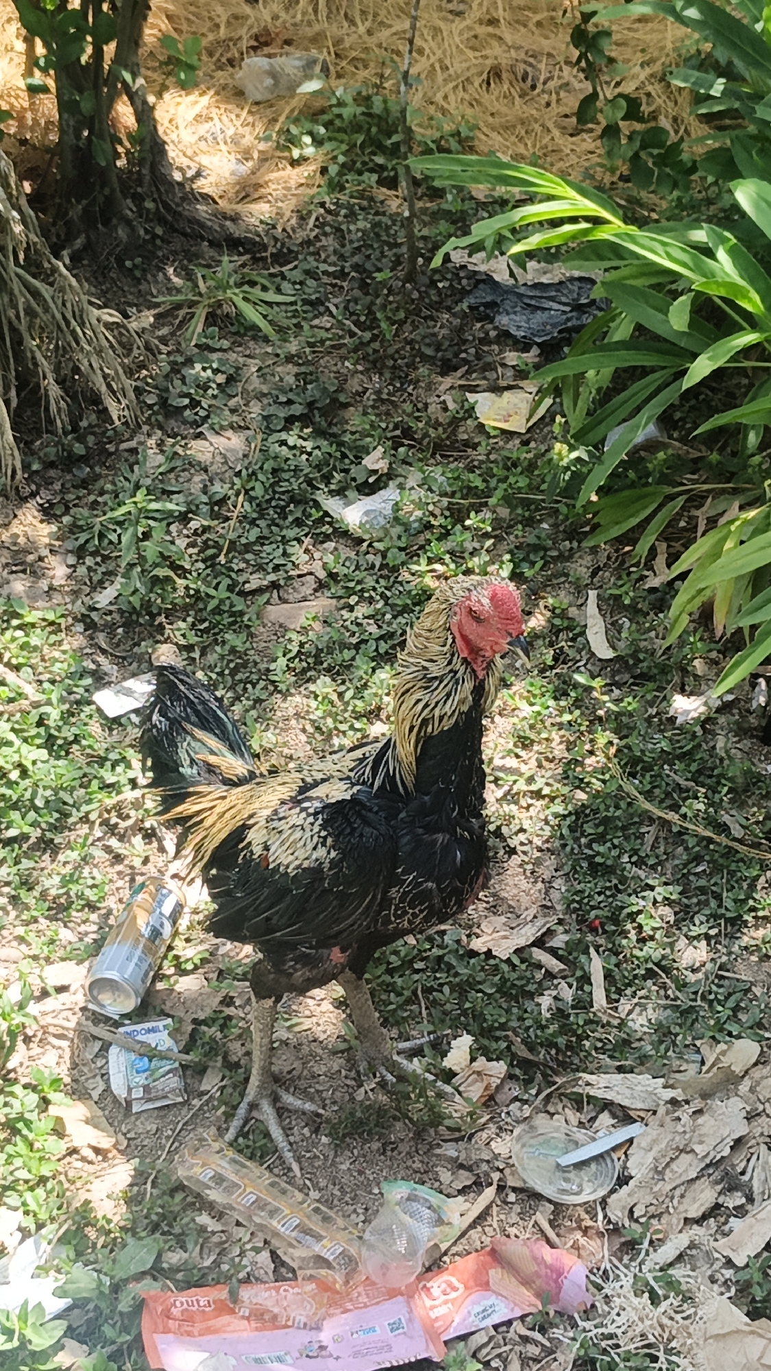 A rooster stands on a dirt path littered with trash, including plastic bottles, wrappers, and a discarded can, under the shade of trees and green foliage. The environment appears to be an outdoor setting, possibly a yard or a natural area, with dry leaves and small plants covering the ground. The rooster has black and gold plumage and a red comb and wattle. The overall scene suggests a somewhat neglected outdoor space.