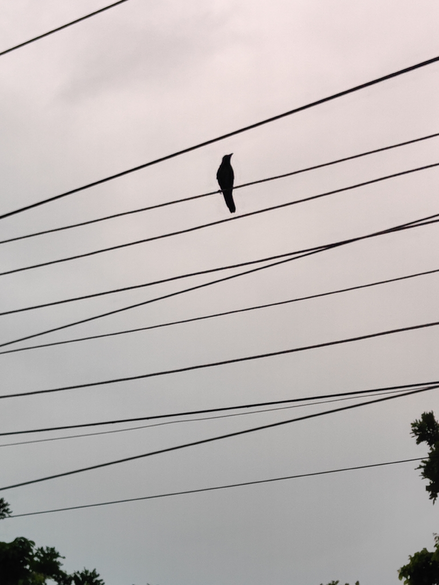 A solitary black bird is perched on a power line, silhouetted against an overcast sky. The bird is positioned slightly left of center in the frame. Multiple parallel power lines traverse the image horizontally. In the lower portion of the image, the dark green foliage of trees is visible, suggesting an outdoor setting, potentially in Gurgaon, India, a city known for its numerous overhead power lines and green spaces. The overall mood is somber due to the cloudy weather and the isolation of the bird.