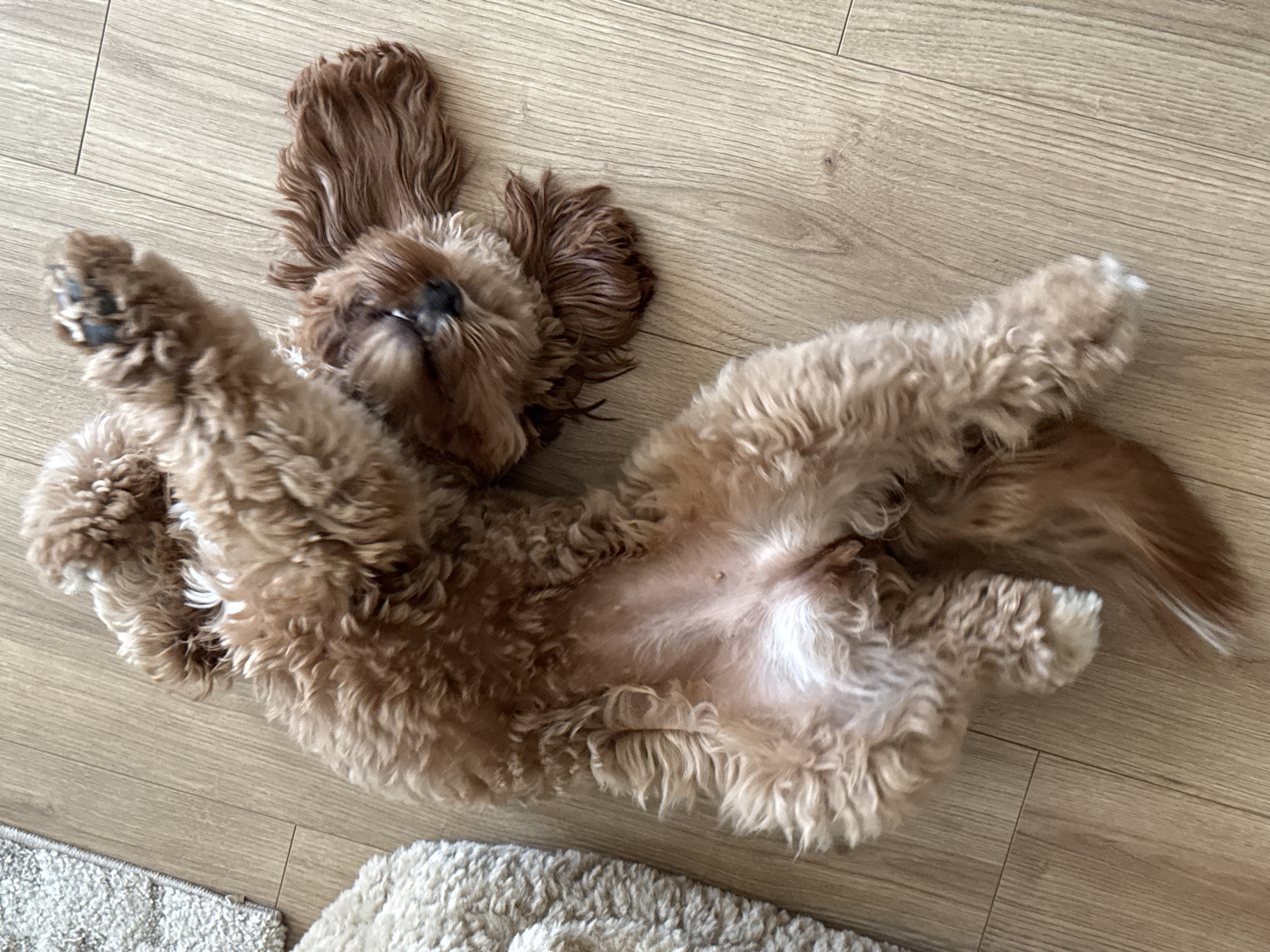 A tan-colored dog with curly fur is lying on its back on a light wood-colored floor. The dog's belly is exposed. The dog's ears are floppy, and its paws are in the air. A rug is visible in the lower left corner of the image. The location is unknown and therefore cannot be identified in Burgas, Bulgaria.