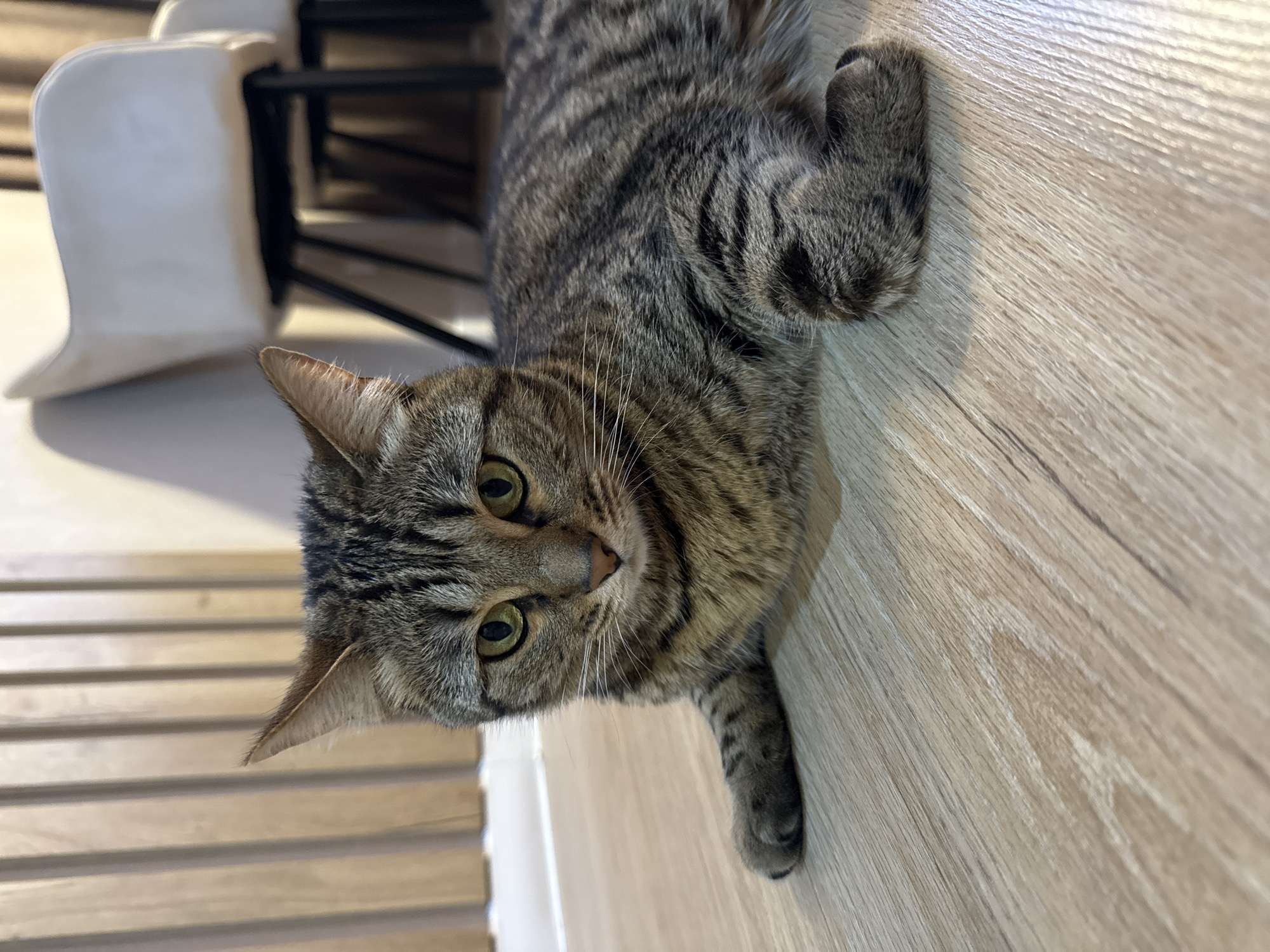 A tabby cat is lying on a wooden floor. The cat is mostly in the center of the frame, with its head turned towards the camera. Its fur is a mix of gray, black, and brown stripes. The cat has green eyes and white whiskers. One of its front paws is extended, and the other is tucked underneath its body. In the background, there are some chairs and a white table. The lighting suggests it is daytime, and the scene appears to be indoors. The cat's gaze is direct, and it seems to be relaxed or curious. There is no visible text in the image.