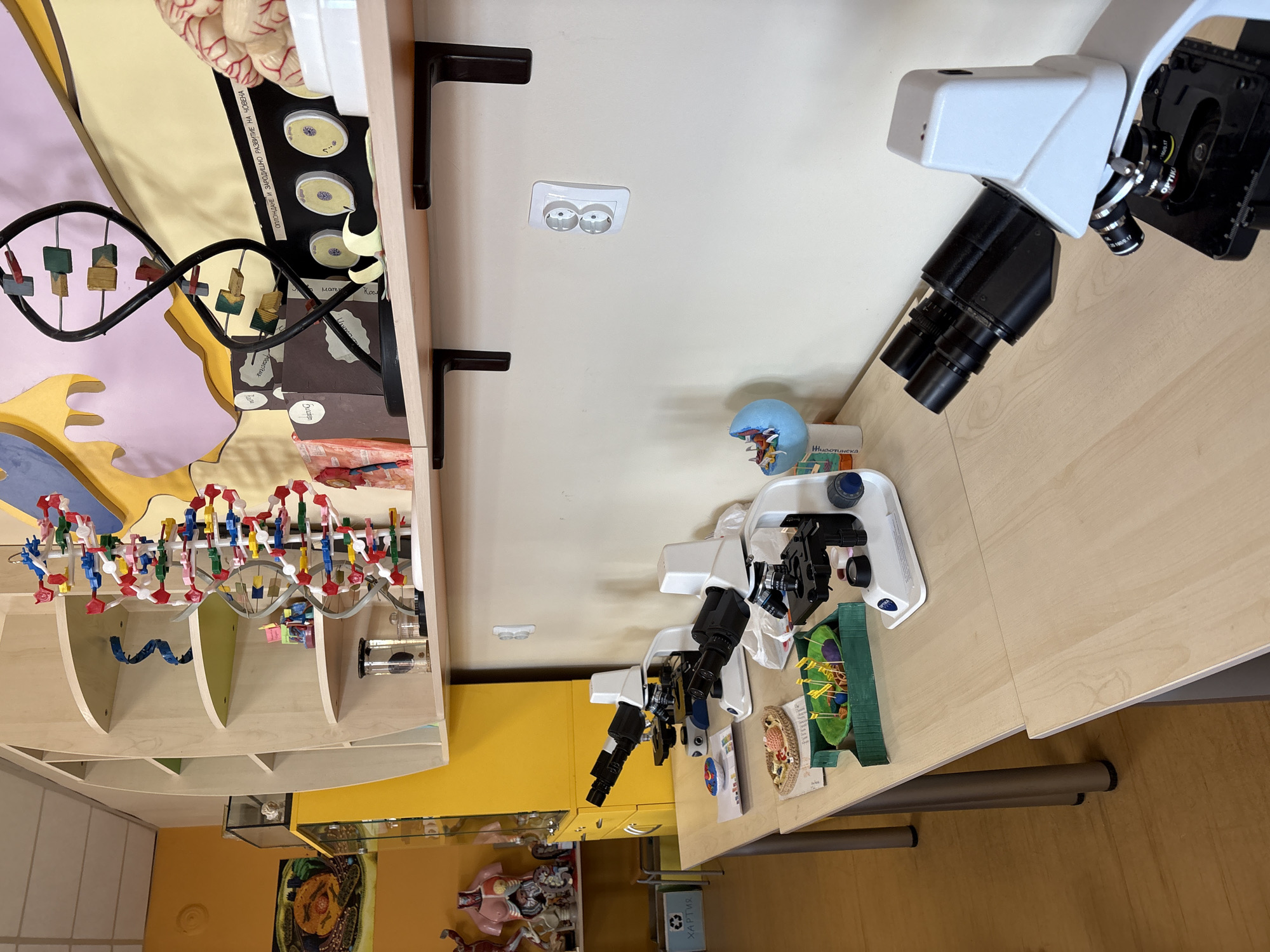 The image depicts a science lab or classroom setting, likely in Panagyurishte, Bulgaria, although this is only inferred from the image's potential origin. It features a light-colored wooden desk cluttered with science-related models and equipment. Three microscopes are visible, positioned at various angles. To the left, there is a bookshelf or display case containing anatomical models, including a brain, a DNA model, and diagrams illustrating human development. The overall impression is that of a learning environment focused on biology or life sciences. A recycling bin labeled "ХАРТИЯ" is also visible.