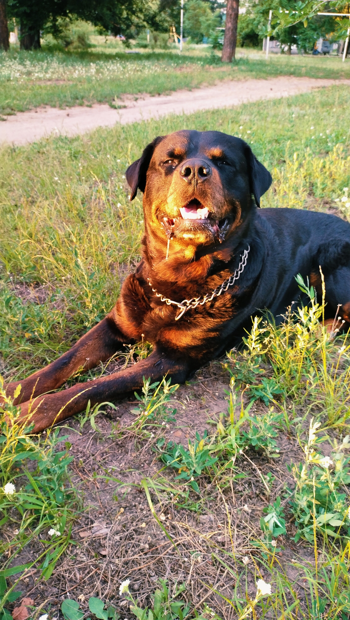 A Rottweiler is lying down on a patch of grass and dirt. The dog is wearing a silver chain collar. The dog's mouth is open, and its tongue is visible. The setting appears to be a park or grassy area, with trees and a path visible in the background. The lighting suggests it is either sunrise or sunset. The image is taken in Horishni Plavni, Ukraine.