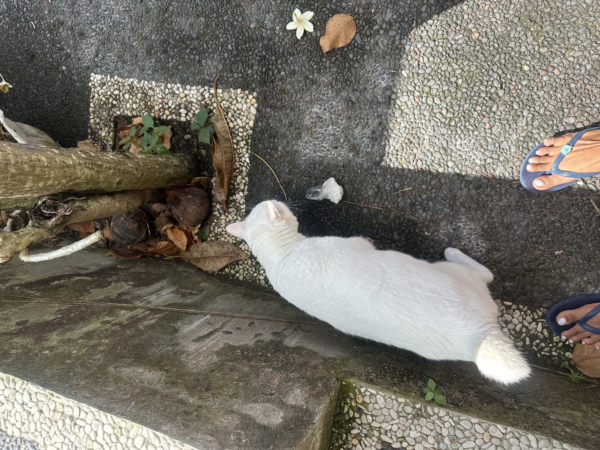 An overhead view captures a white cat in Sukawati, Indonesia, near a tree. The cat is positioned on a textured ground composed of small, dark pebbles, with a strip of lighter, larger pebbles to its left, bordering a concrete structure. Dried leaves and a small, white flower are scattered on the ground. To the lower right, a person's left foot, adorned with dark blue flip-flops and white-painted toenails, is visible. The scene is partially illuminated by sunlight, casting shadows on the pebble ground.