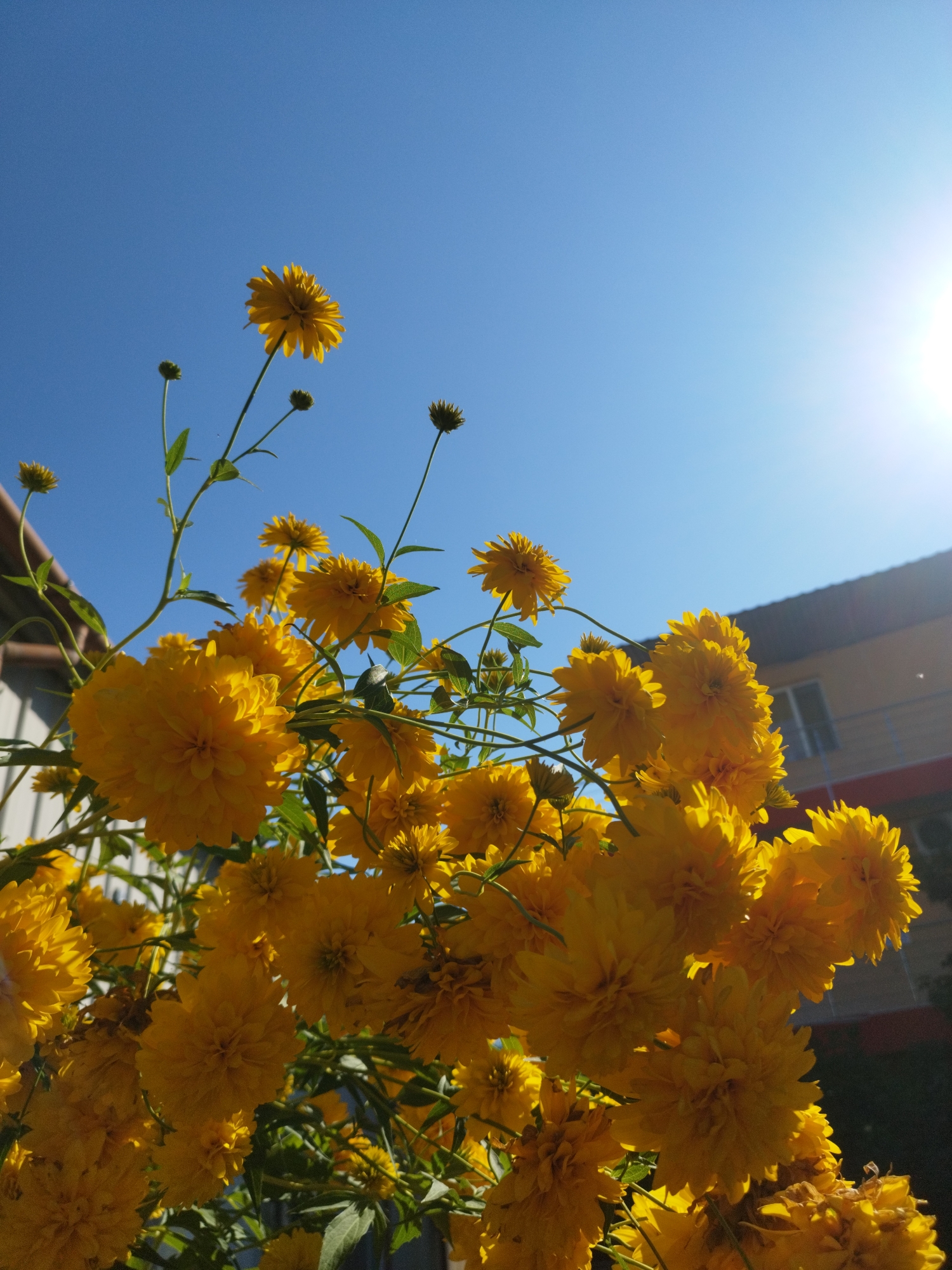 A cluster of bright yellow, fluffy flowers, likely Golden Ball (Doronicum) or a similar variety, dominate the foreground of this photograph. The flowers are in full bloom and are captured from a low angle, looking up towards a clear, bright blue sky. Sunlight streams in from the upper right, creating a lens flare effect and highlighting the petals of the flowers.
In the background, out of focus, is a light-colored building with a dark roofline, suggesting an urban or suburban setting. The building appears to be two stories high and has windows. The overall impression is of a sunny day in a garden or park.
The location is identified as Bucharest, Romania. The scene depicts a natural element, the flowers, set against a man-made structure, the building, under an open sky. There are no people or animals visible in the image. The image is a still photograph, capturing a moment in time.