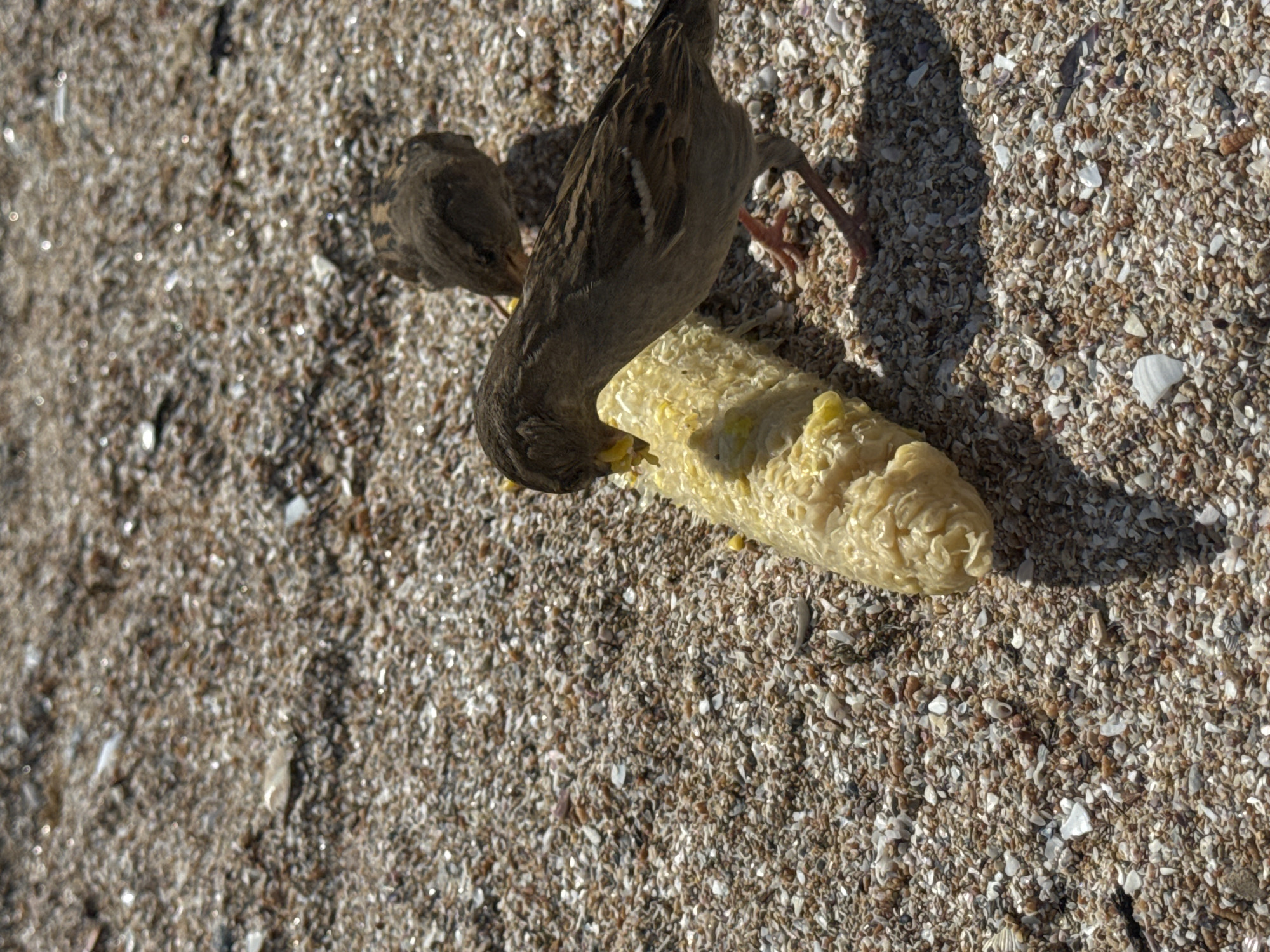 Two sparrows are on a sandy surface, possibly a beach, feeding on a cob of corn. The location is likely Yevpatoriya, Ukraine, based on the prompt. The sandy surface is composed of small shells and granules of rock. One sparrow is closer to the corn cob and has its head bent down, pecking at the corn. The other sparrow is located to the left, also close to the corn. The corn cob is yellow and appears to be cooked or at least partially processed. The birds' actions are centered around eating the corn.