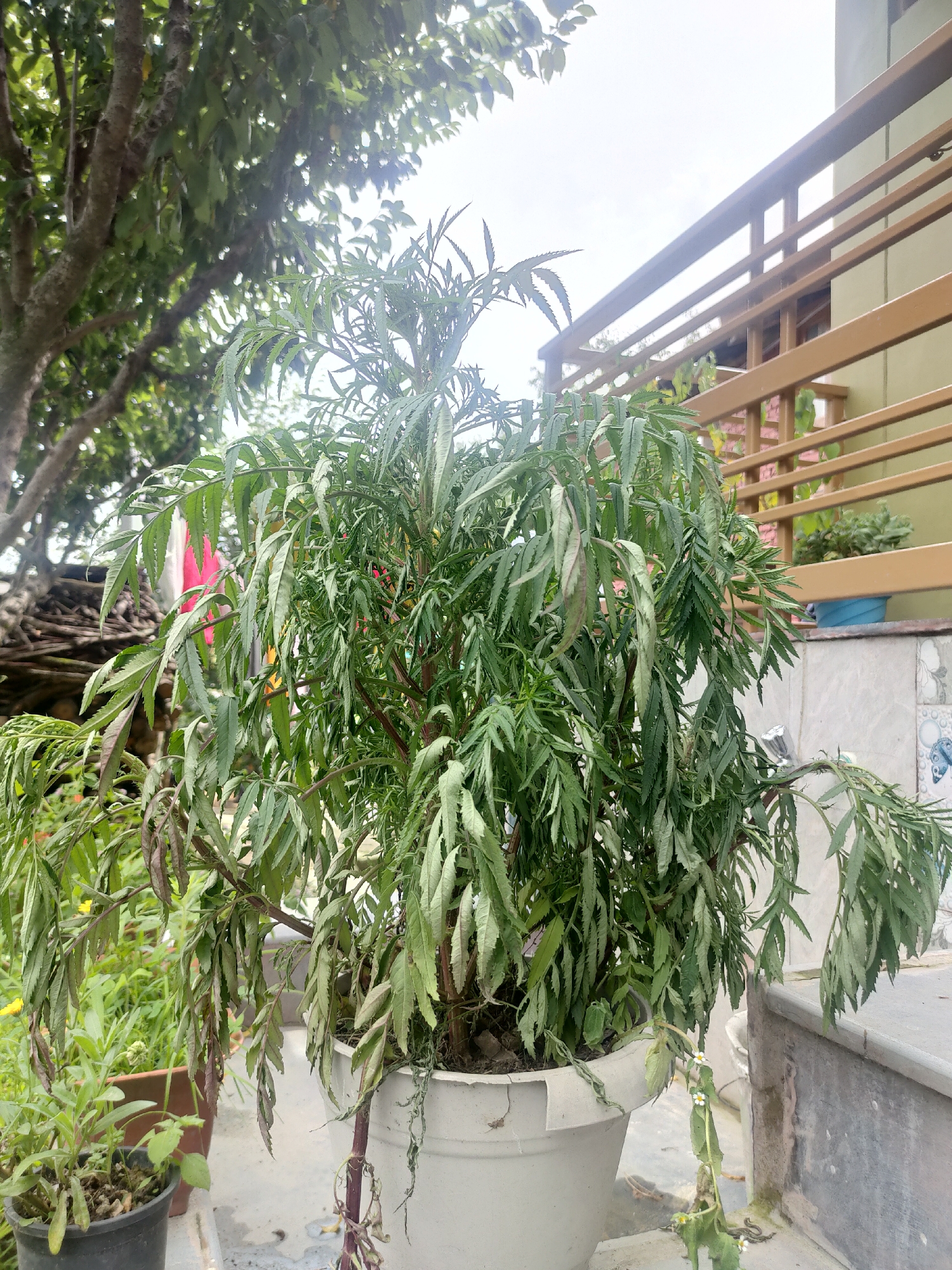 The image shows a potted plant with long, feathery green leaves in what appears to be an outdoor setting. The plant is in a large white pot, and some of its leaves are drooping. In the background, there is a house with a wooden balcony railing painted a light brown color. Part of the house's wall is a pale green. There is also a tree with a thick trunk and green foliage to the left of the plant, and a pile of wood behind it. To the right of the main plant, there is a small plant in a black pot with yellow flowers. The scene suggests a residential area, possibly a garden or patio. The image was taken in Manali, India.