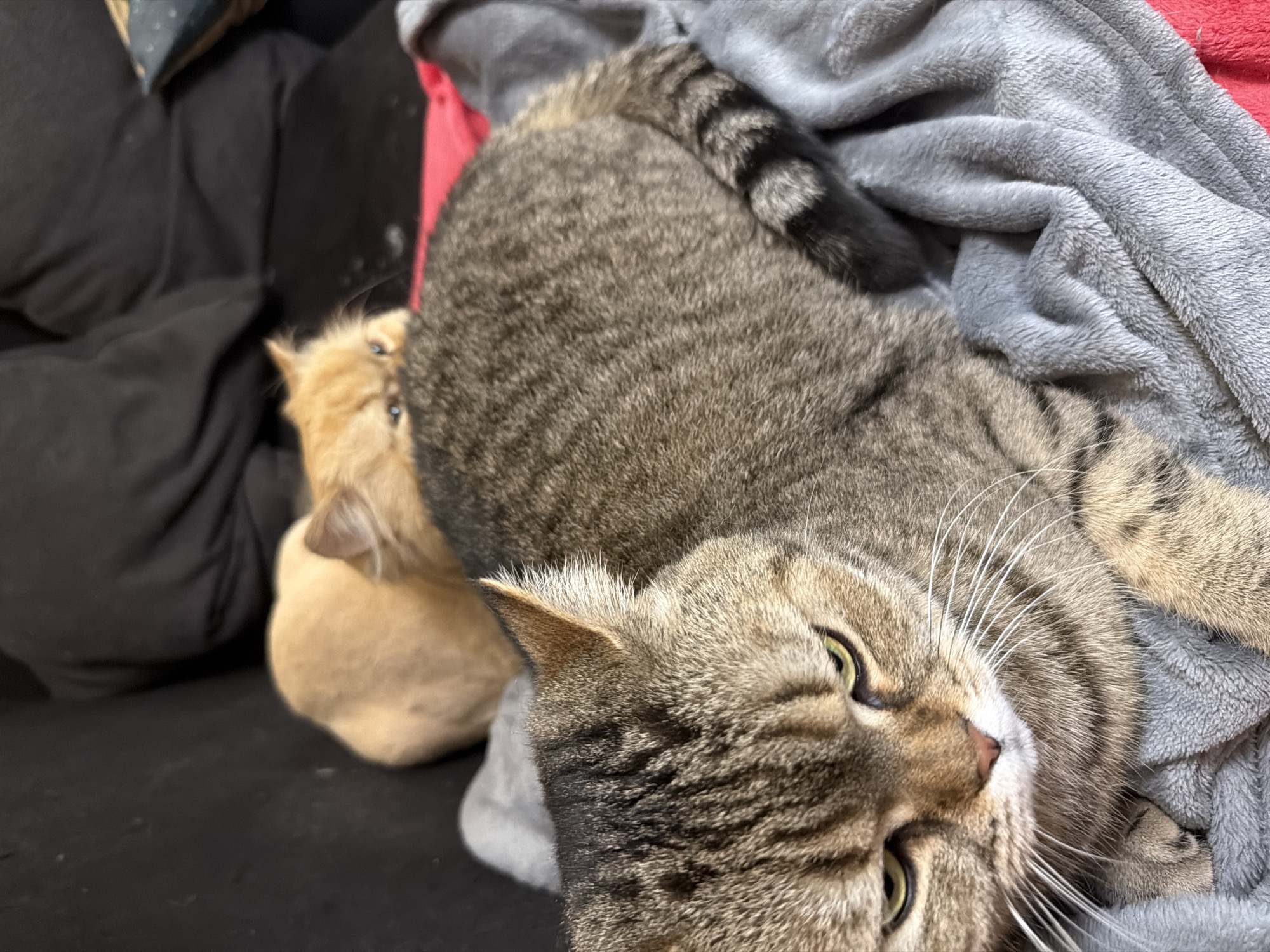 A close-up photograph depicts a brown tabby cat lying on a gray blanket, with the cat's head tilted towards the camera and its eyes open. Behind the tabby, a smaller, tan-colored cat is partially visible near a dark surface, possibly a couch. The background includes a mix of black and red fabric. The location is not discernible from the image.