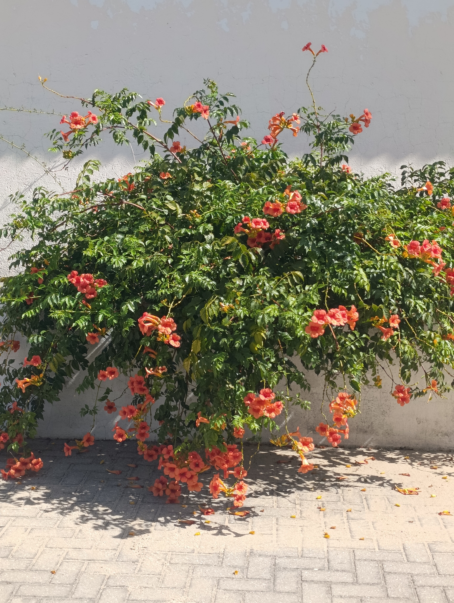 A vibrant clump of orange trumpet-shaped flowers, likely a variety of *Campsis*, cascades down from a vine against a textured, off-white wall. The vine's lush green foliage is dense, with individual leaves clearly visible. The flowers are clustered together in abundance, with some branches reaching higher and others hanging lower, creating a full, bushy appearance. Below the vine, a paved walkway of light-colored, rectangular bricks stretches across the foreground. Shadows of the vine and flowers are cast onto the walkway, indicating bright sunlight. A few fallen petals and leaves are scattered on the bricks. The scene is static, with no people or animals present, suggesting a tranquil outdoor setting in Pinhal Novo, Portugal.
