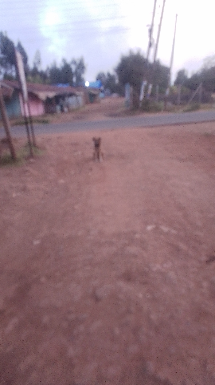 A blurry outdoor scene presents a reddish-brown dirt road with a dog standing on it. In the background, a small settlement is visible with houses featuring corrugated iron roofs and painted walls. Power lines stretch across the sky. The sky appears overcast. A few trees and shrubs dot the landscape. The overall image is poorly focused.