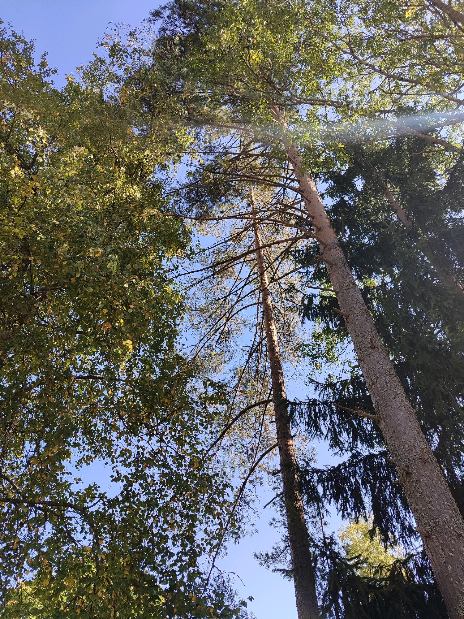 An upward-looking, full outdoor shot shows a cluster of trees against a clear blue sky. The trees are a mix of deciduous and coniferous species, with some showing signs of autumnal color change. Sunlight filters through the branches, creating dappled light and lens flare in the upper right quadrant of the image. The scene appears to be in a natural setting, such as a forest or park, with no man-made structures or people visible. The overall impression is one of natural beauty and serenity.