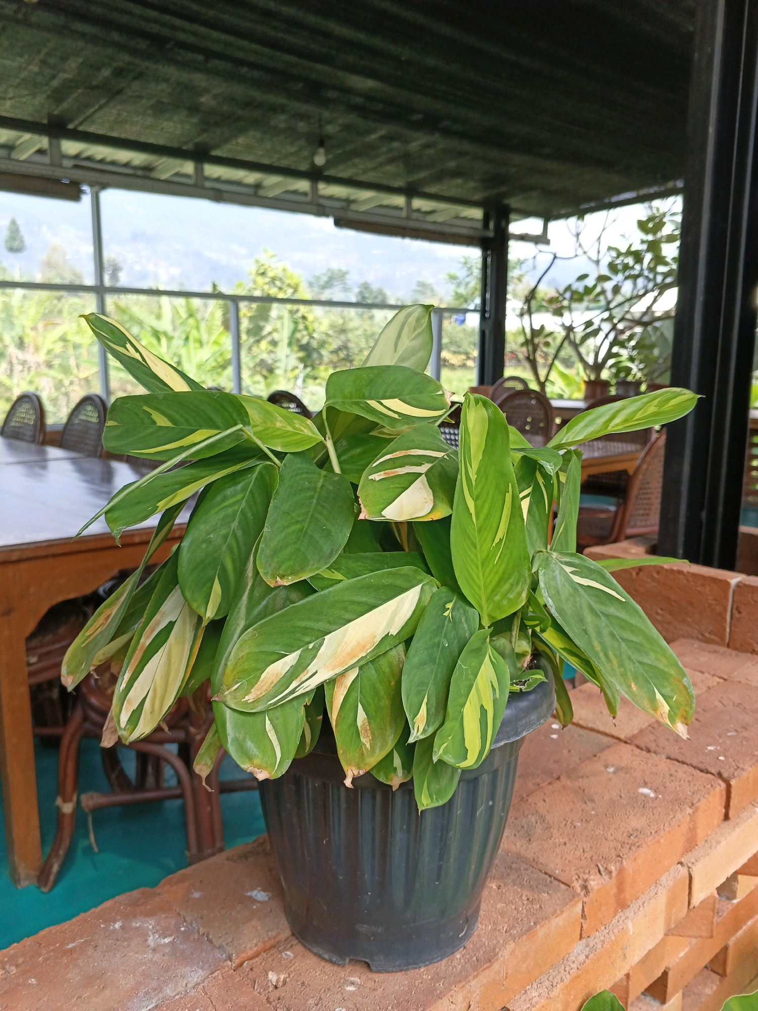 A potted plant with green and yellow variegated leaves sits on a brick ledge. The plant is in a black plastic pot and is positioned in the foreground. Behind the plant, a wooden table and chairs are visible, suggesting an outdoor seating area. The background shows a scenic view of hills and greenery through large glass windows, indicating a location with a natural landscape. The overall setting appears to be a cafe or restaurant in a hilly region, possibly in Ngargoyoso, Indonesia, given the lush vegetation and mountainous backdrop.